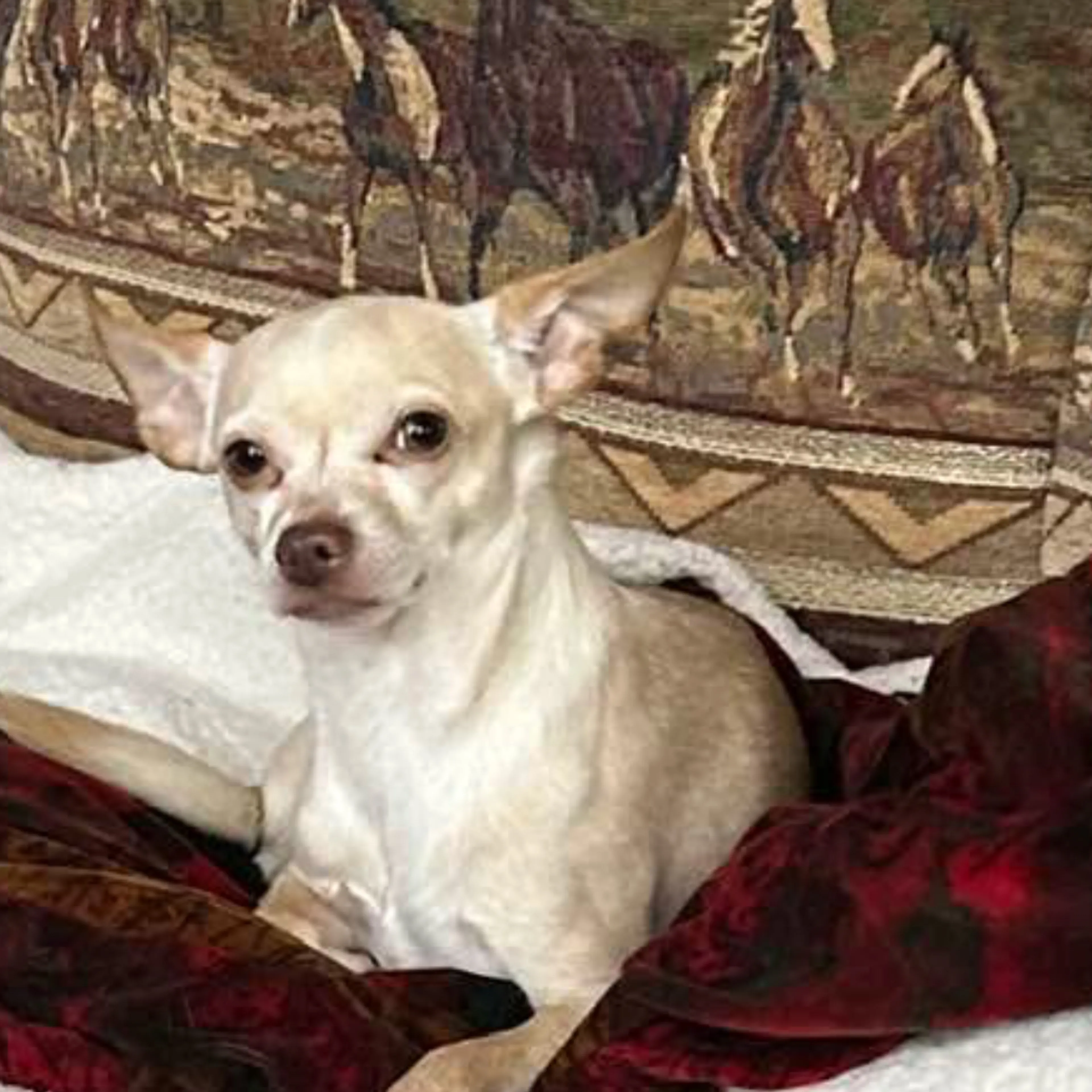 Lost pet-1