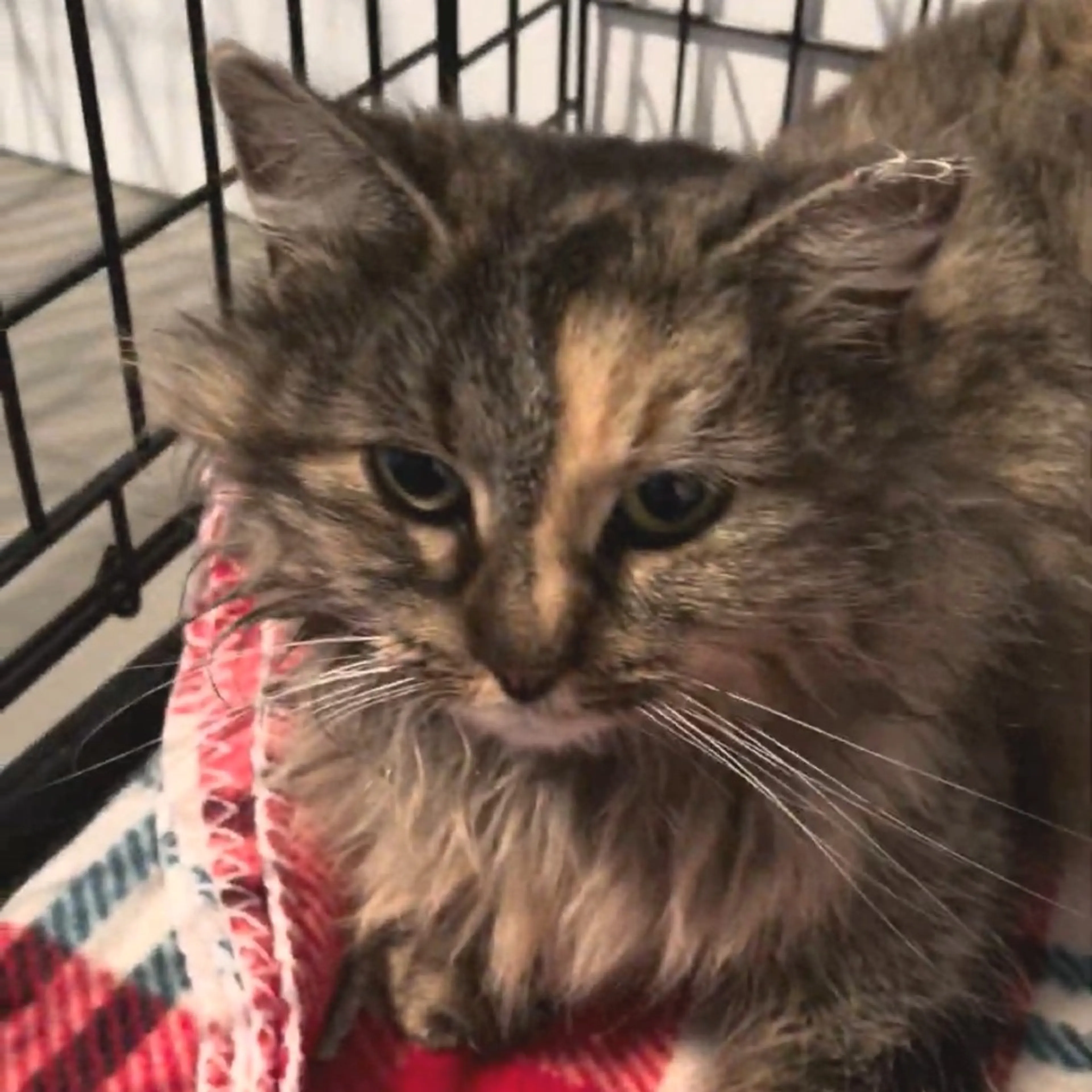 Found pet-3