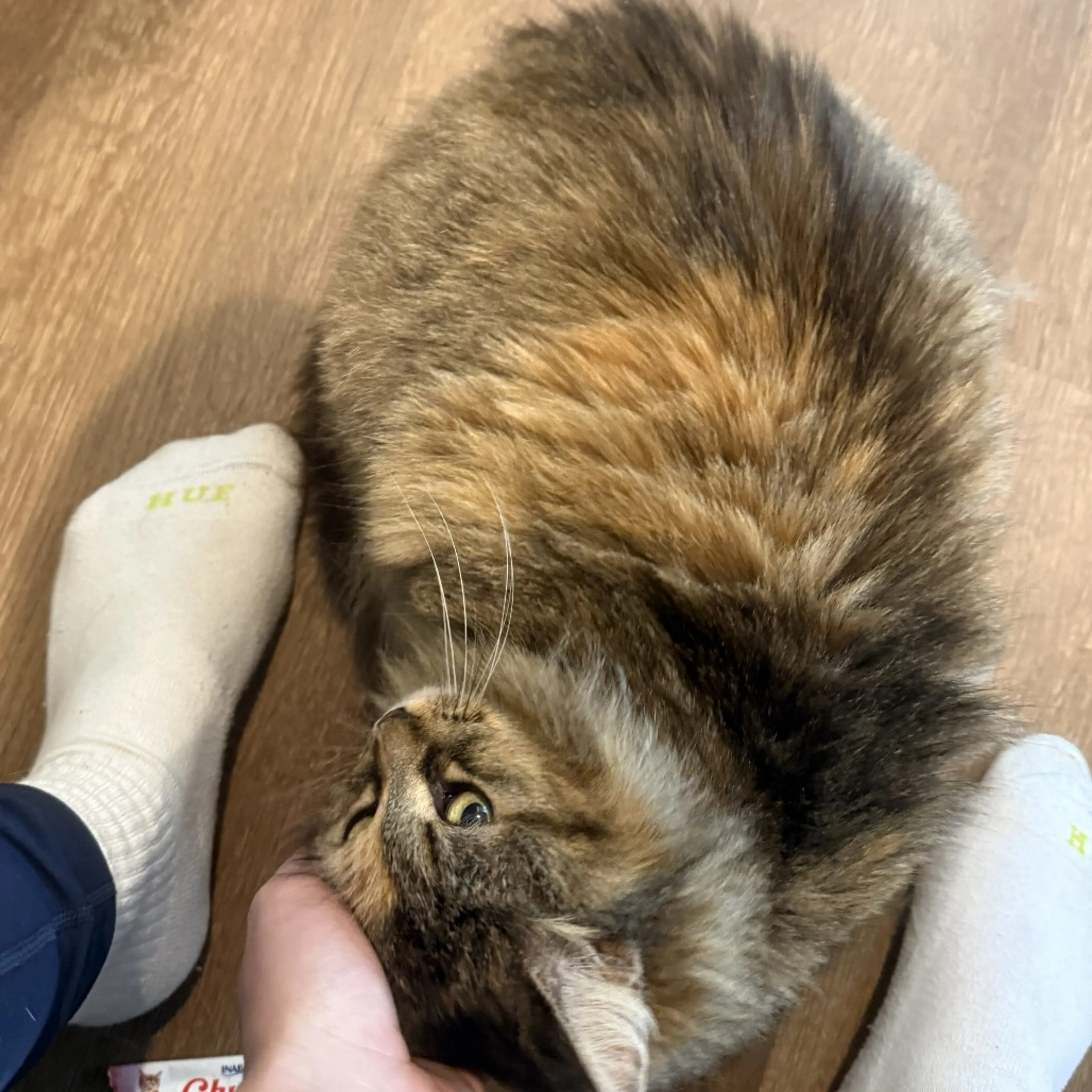 Found pet-2