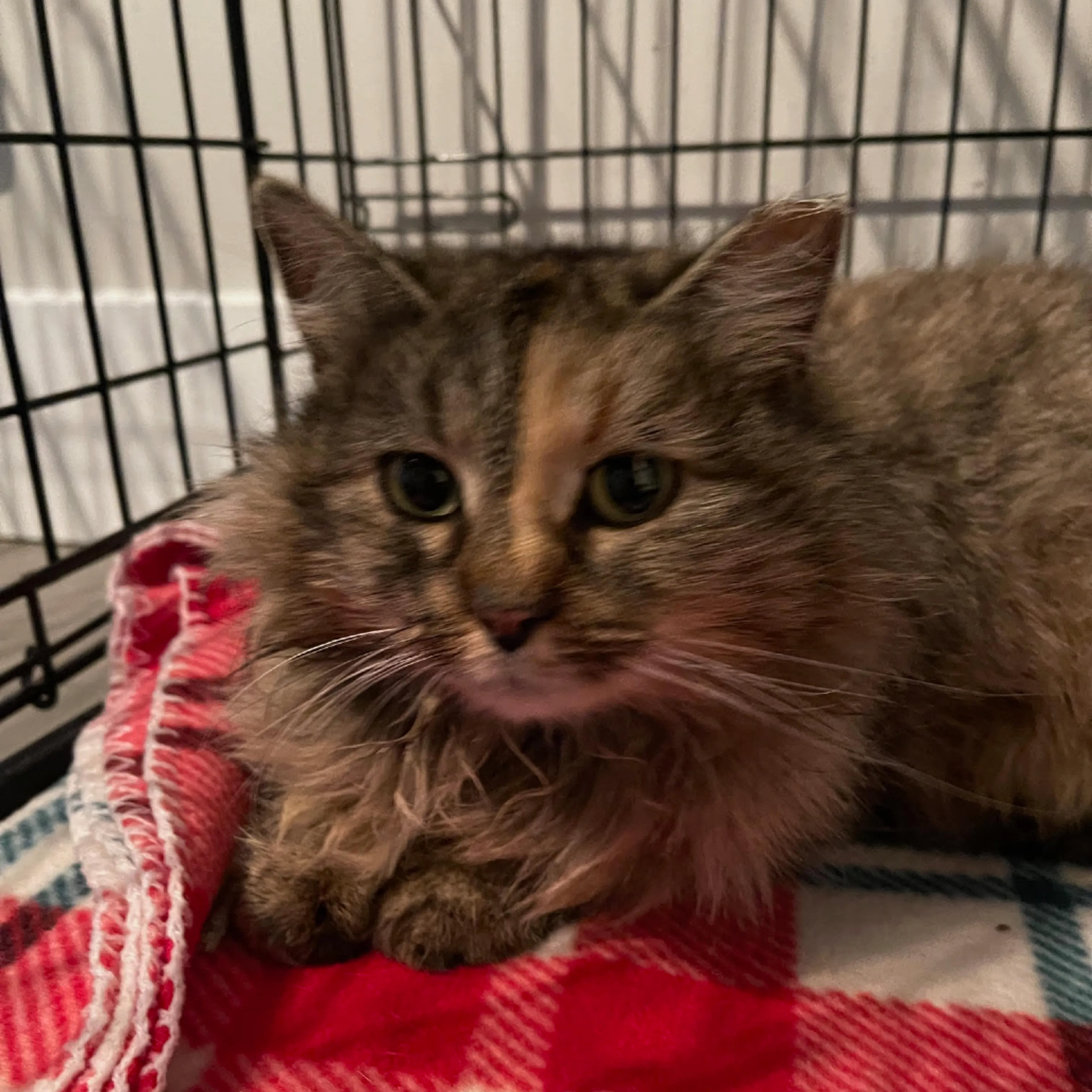 Found pet-1