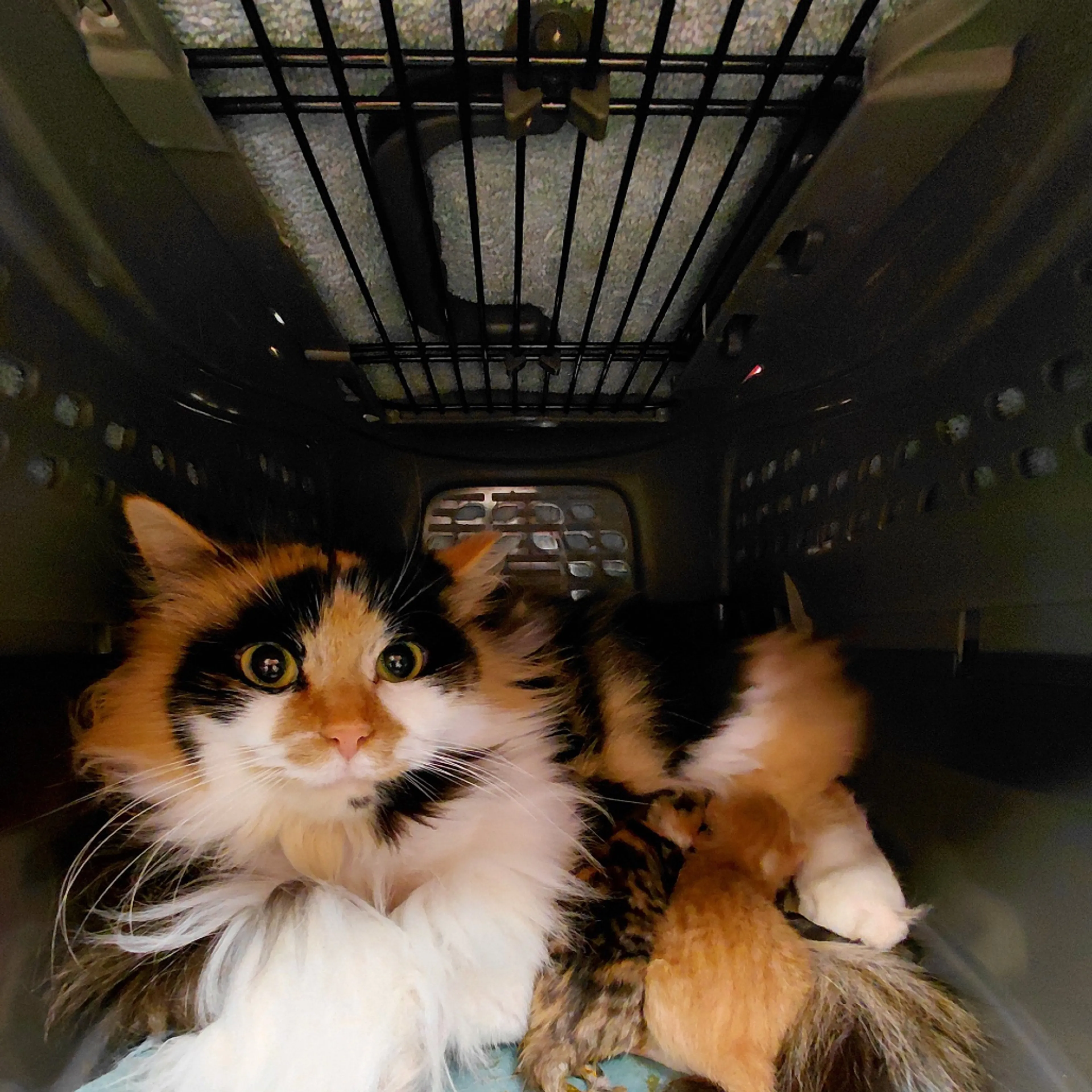 Found pet-1
