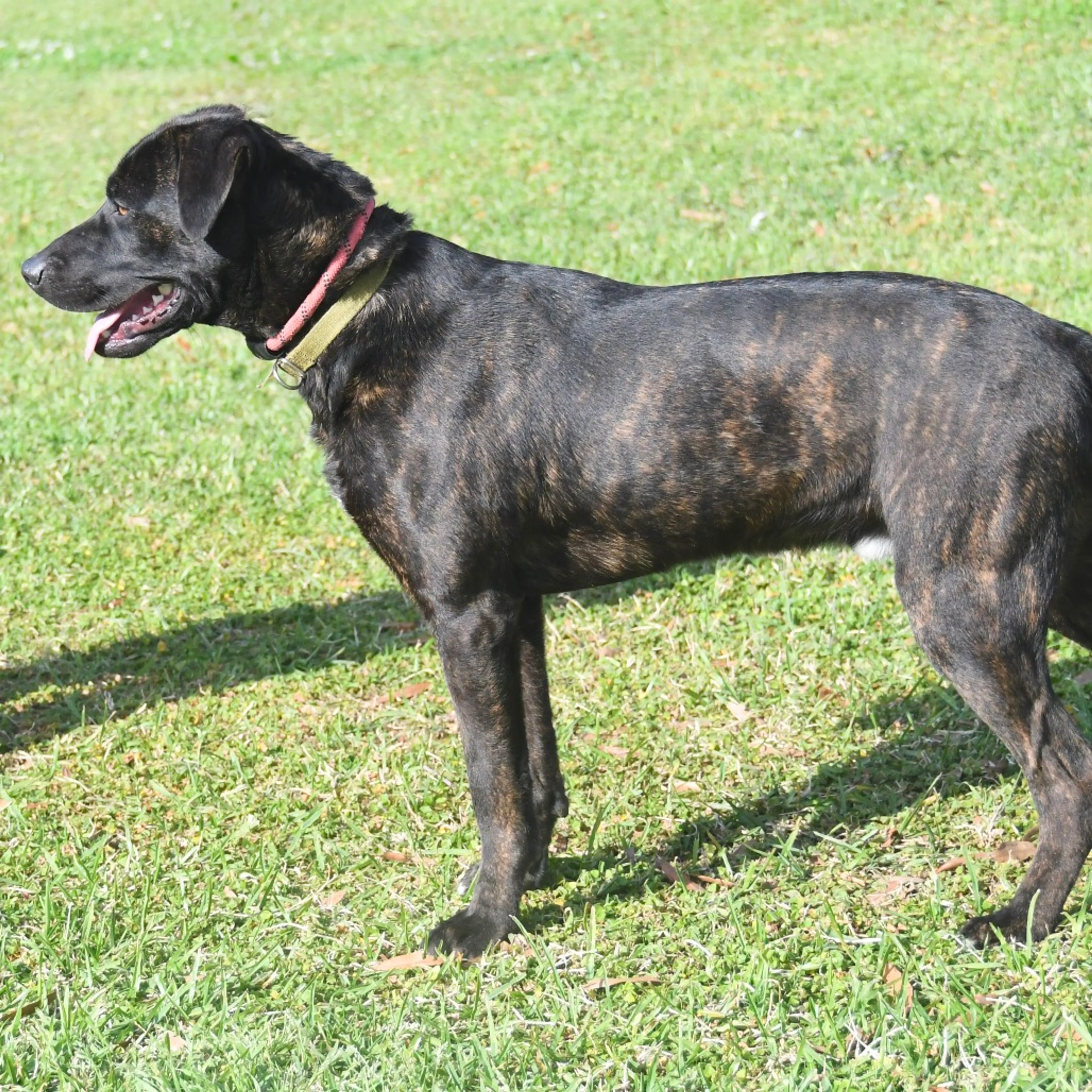 Found pet-1