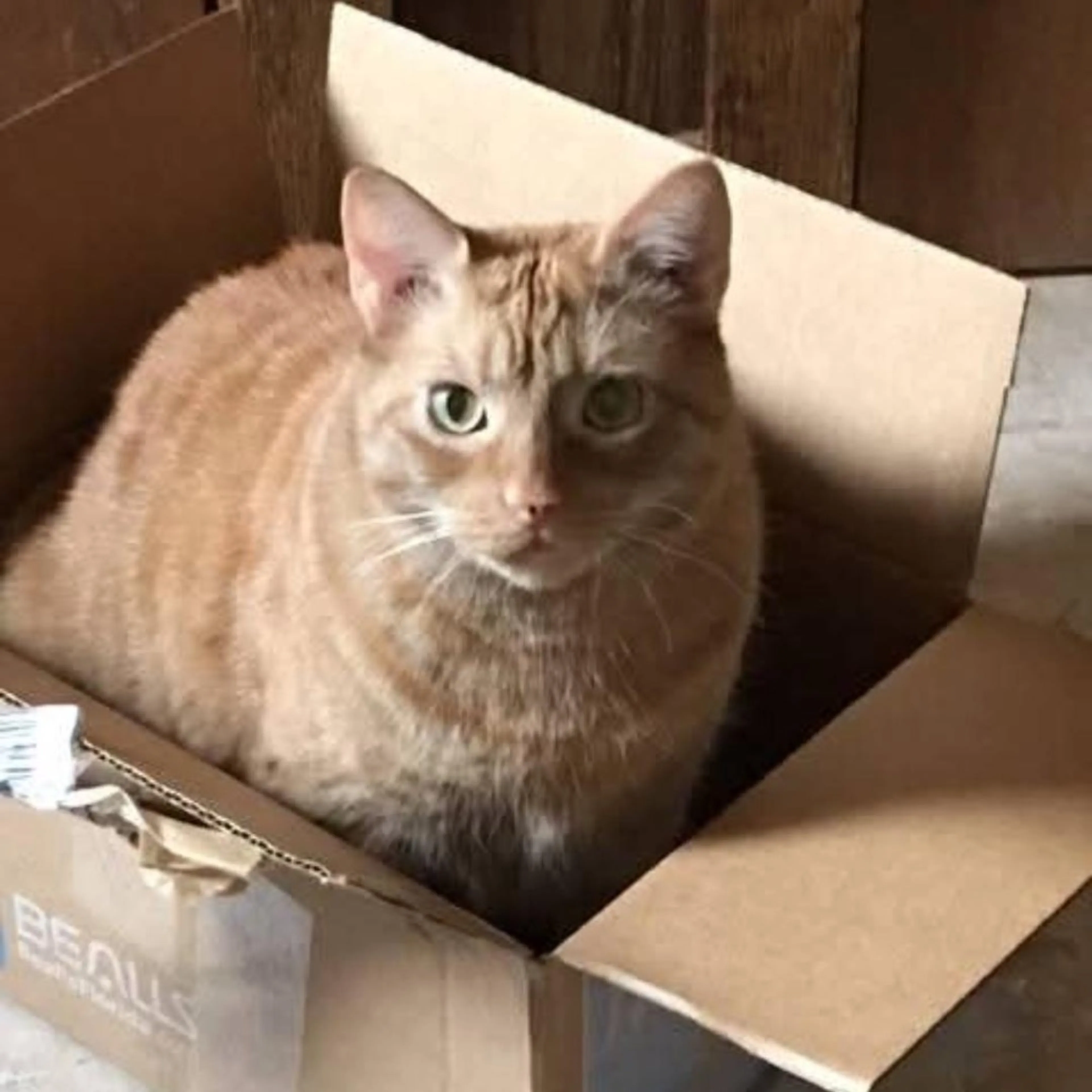Found pet