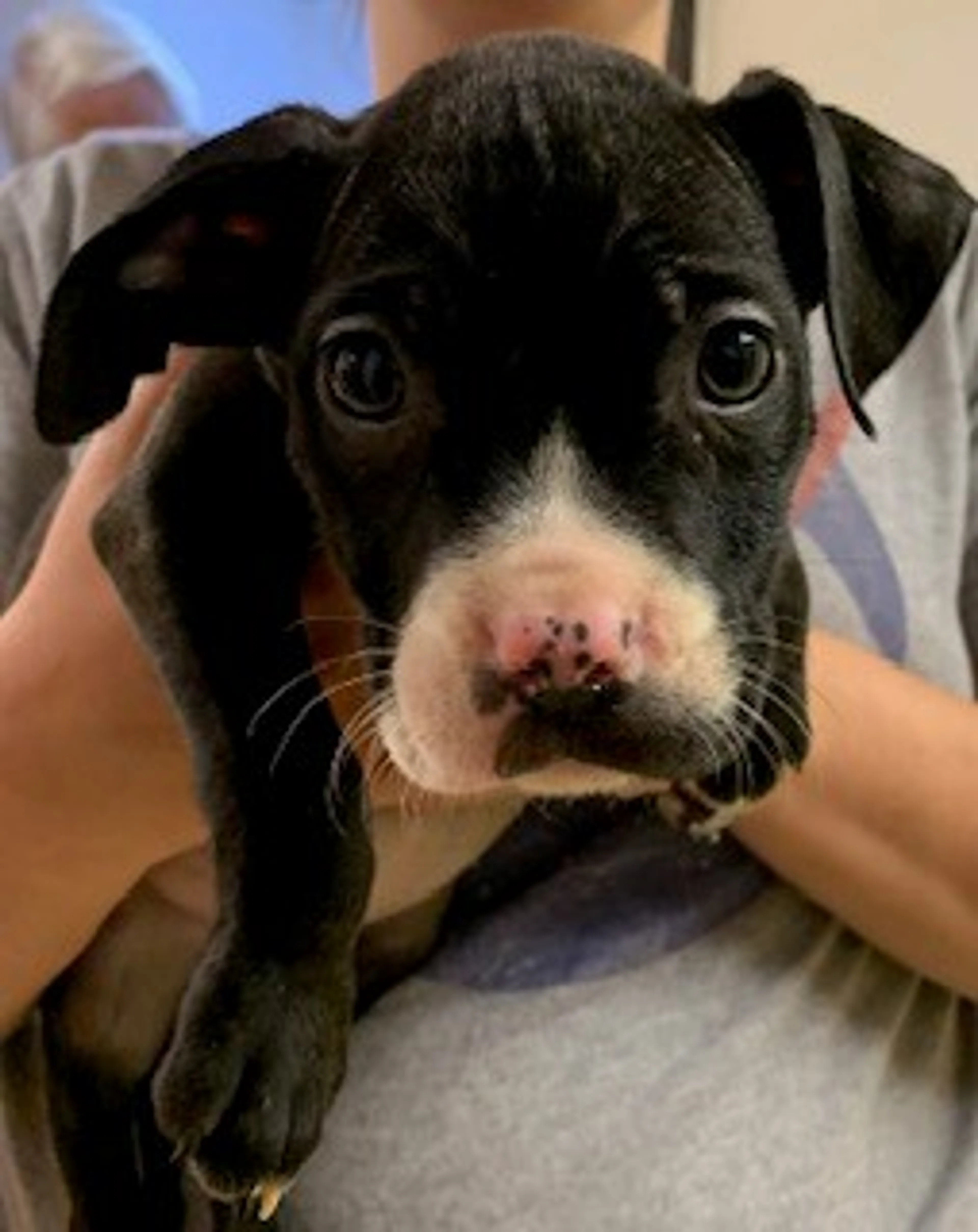 Found pet-1