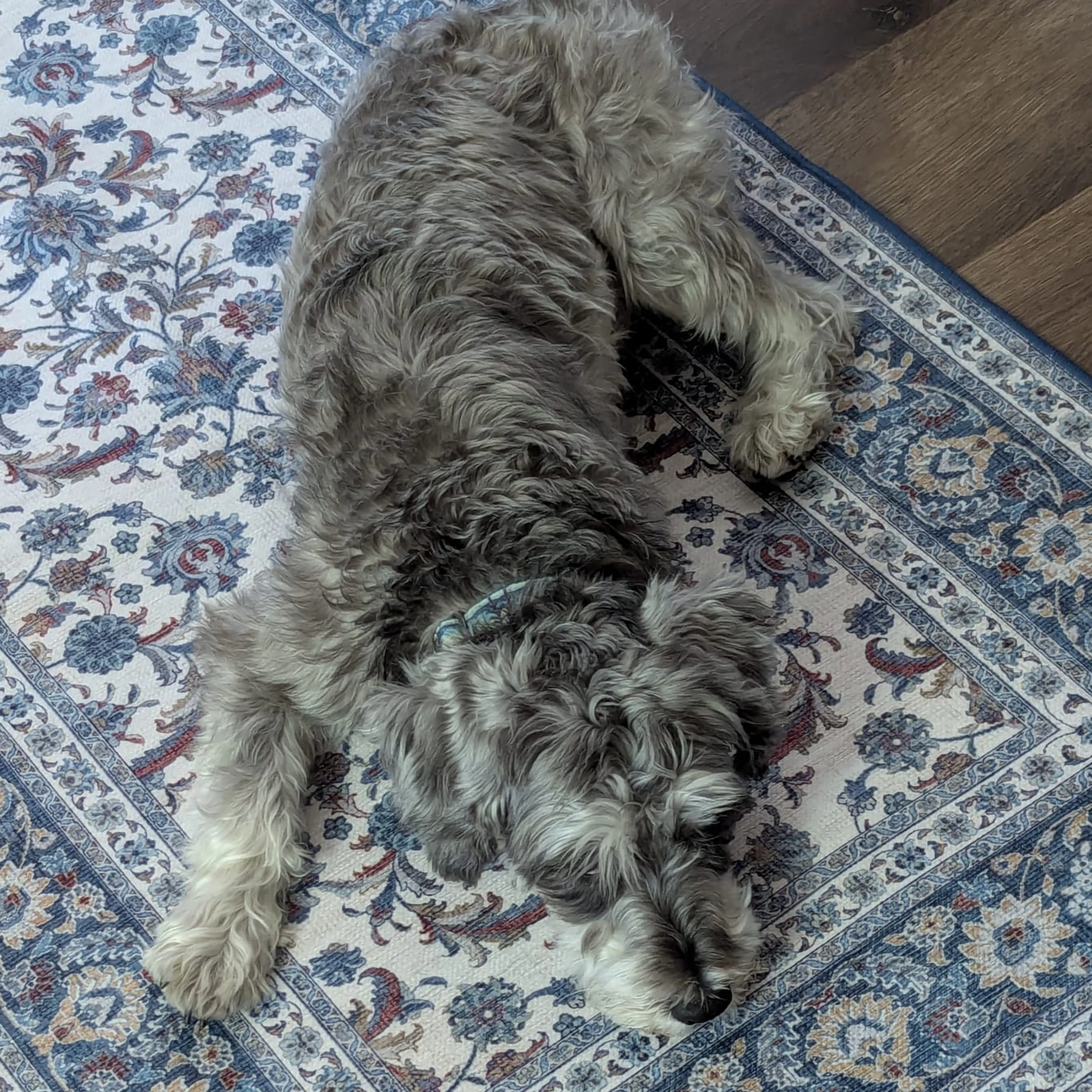 Lost pet-3