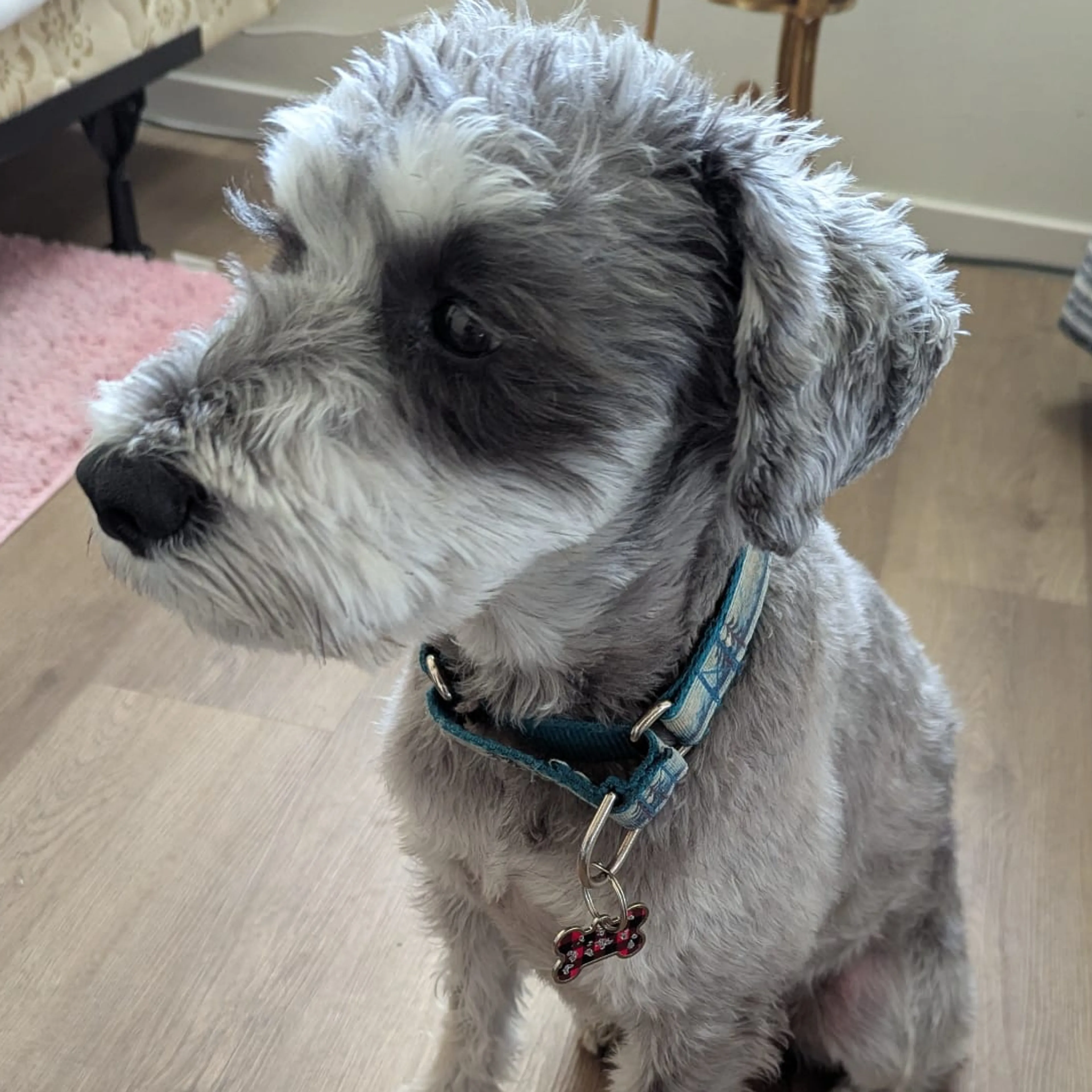 Lost pet-2