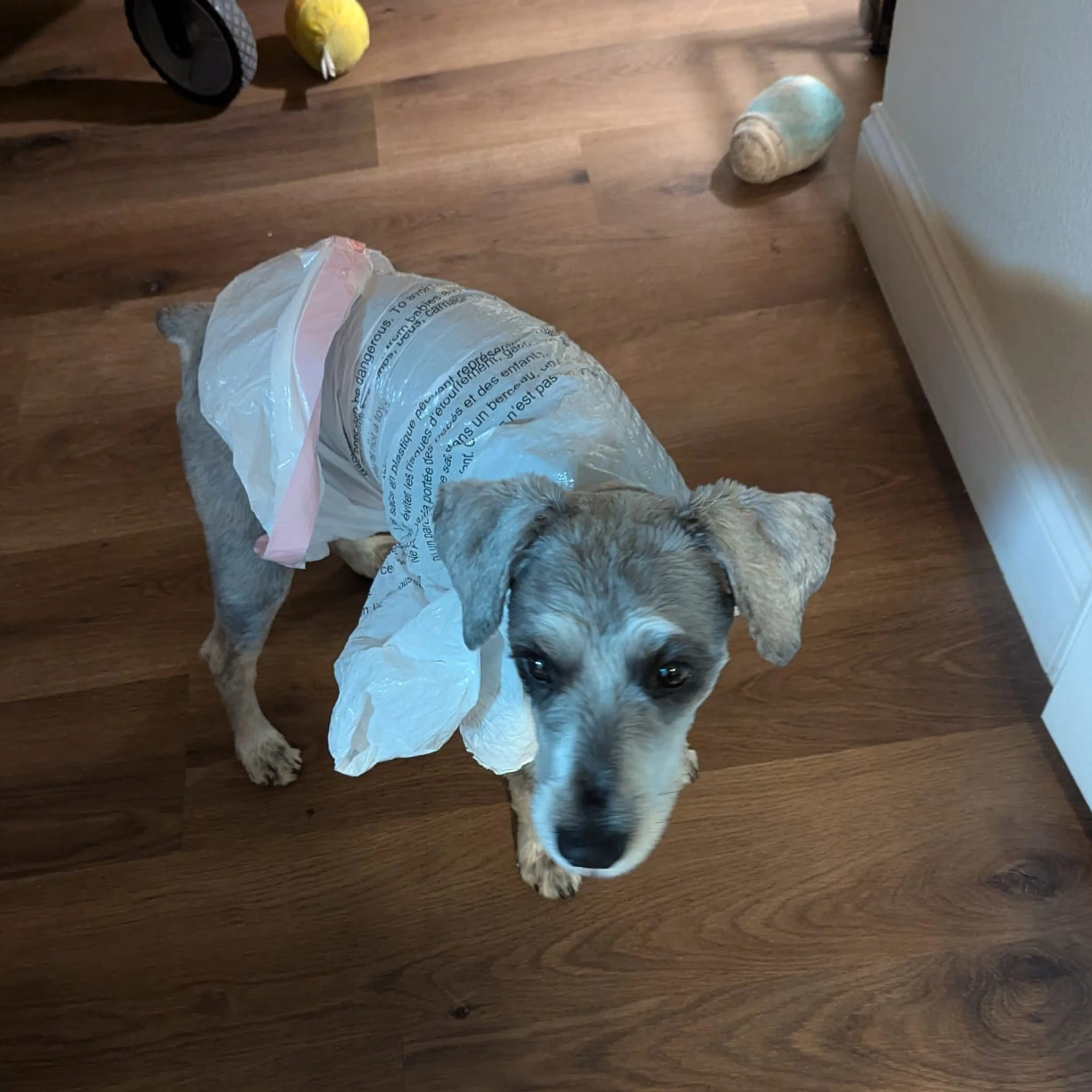 Lost pet-1