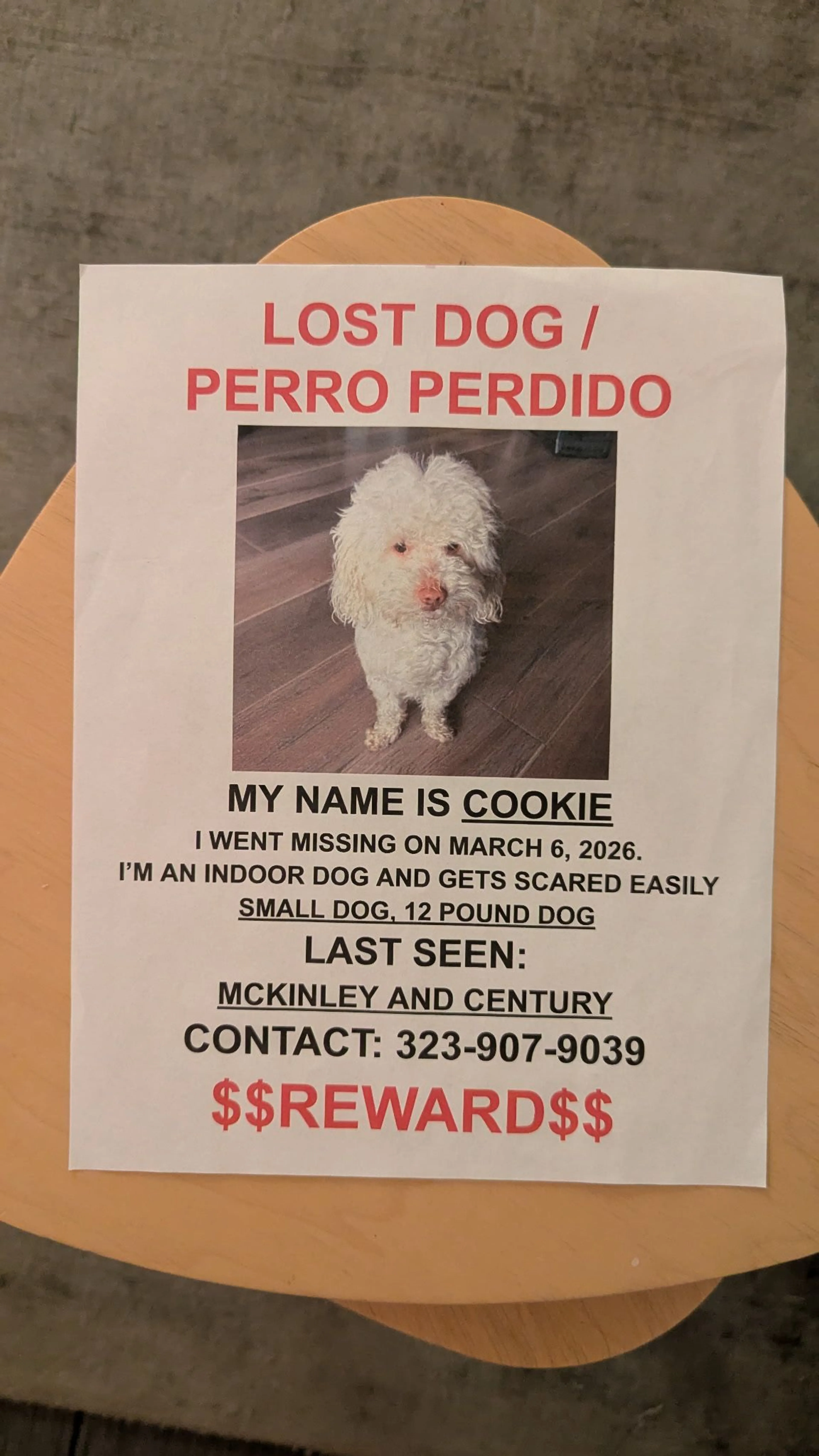 Lost pet