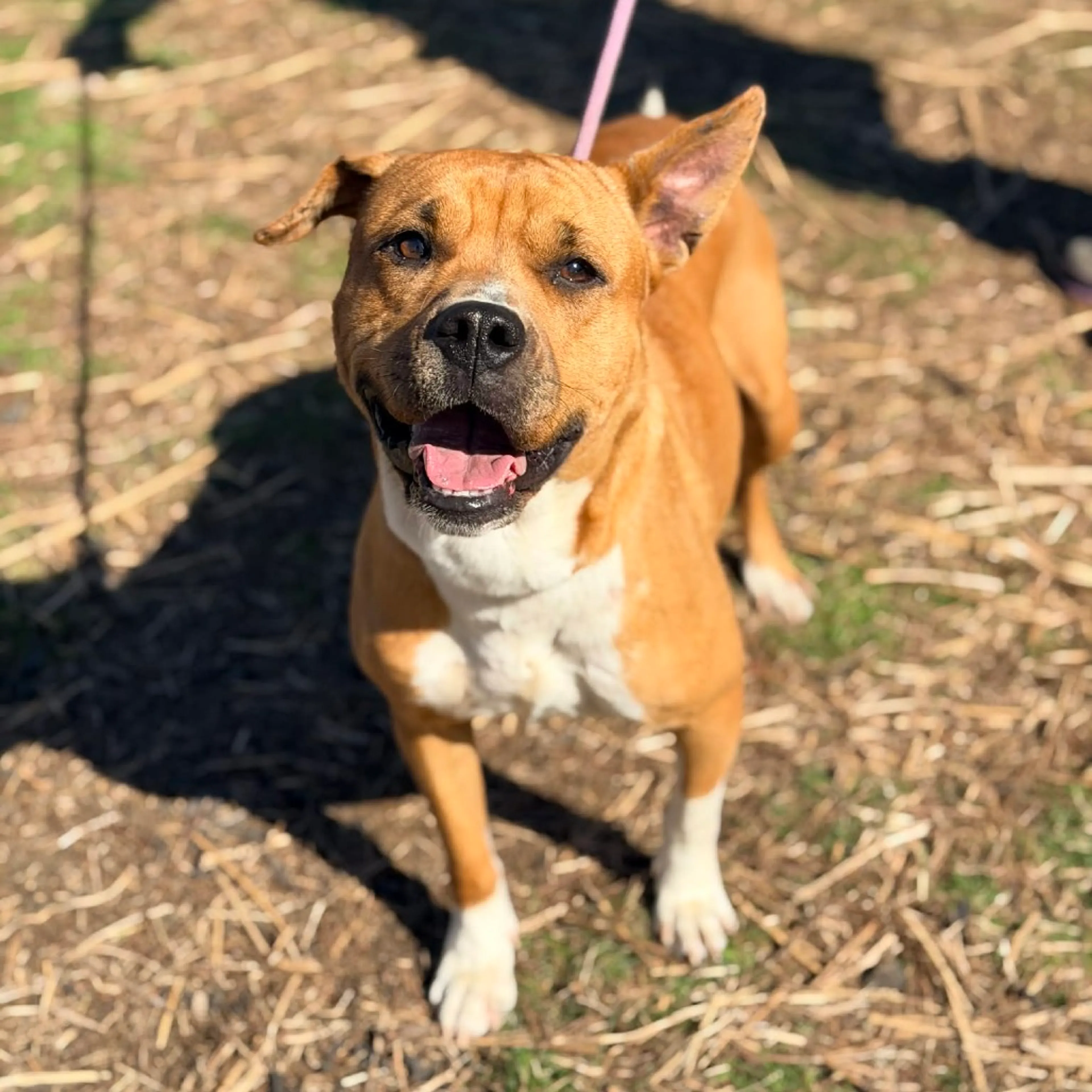 Found pet-3