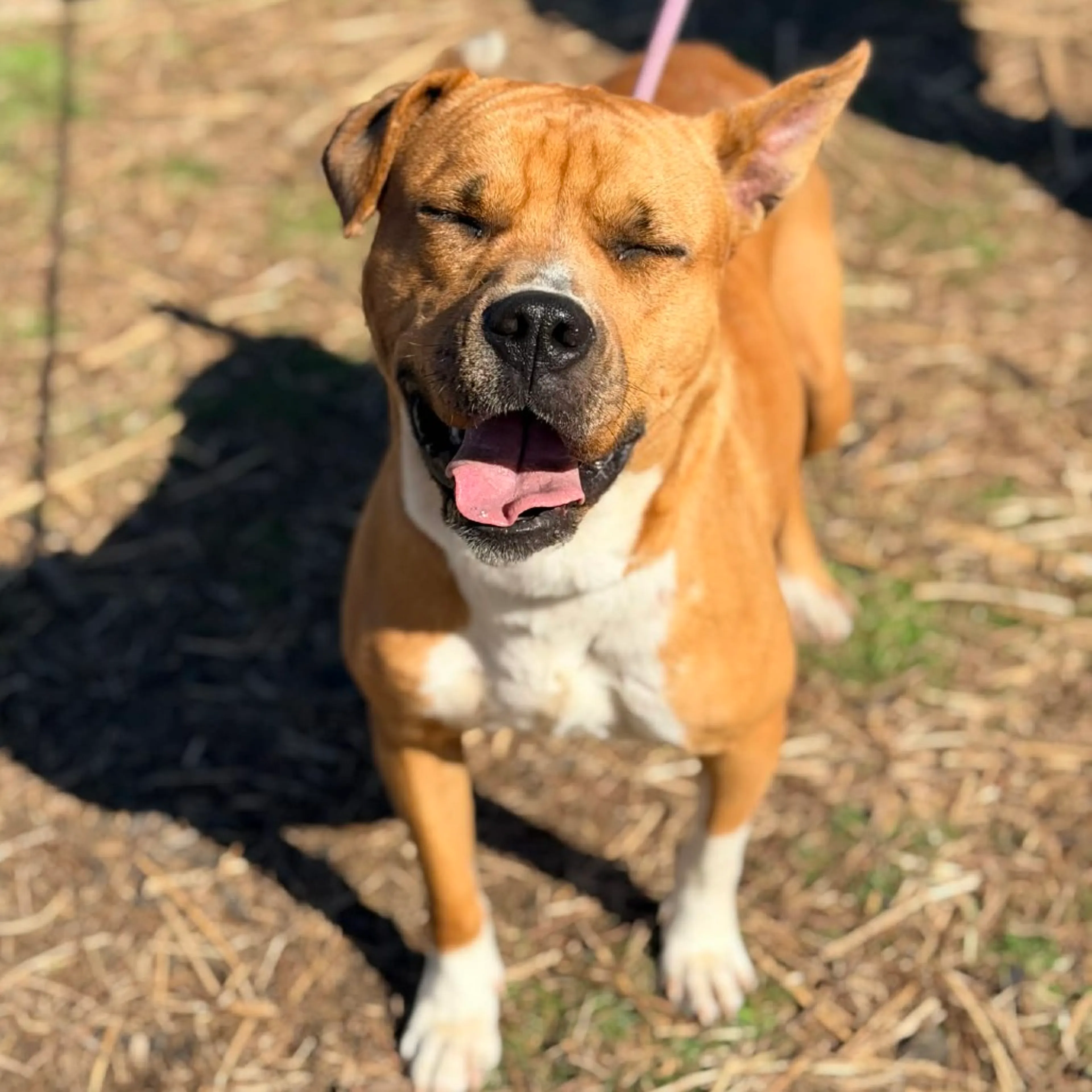 Found pet-2