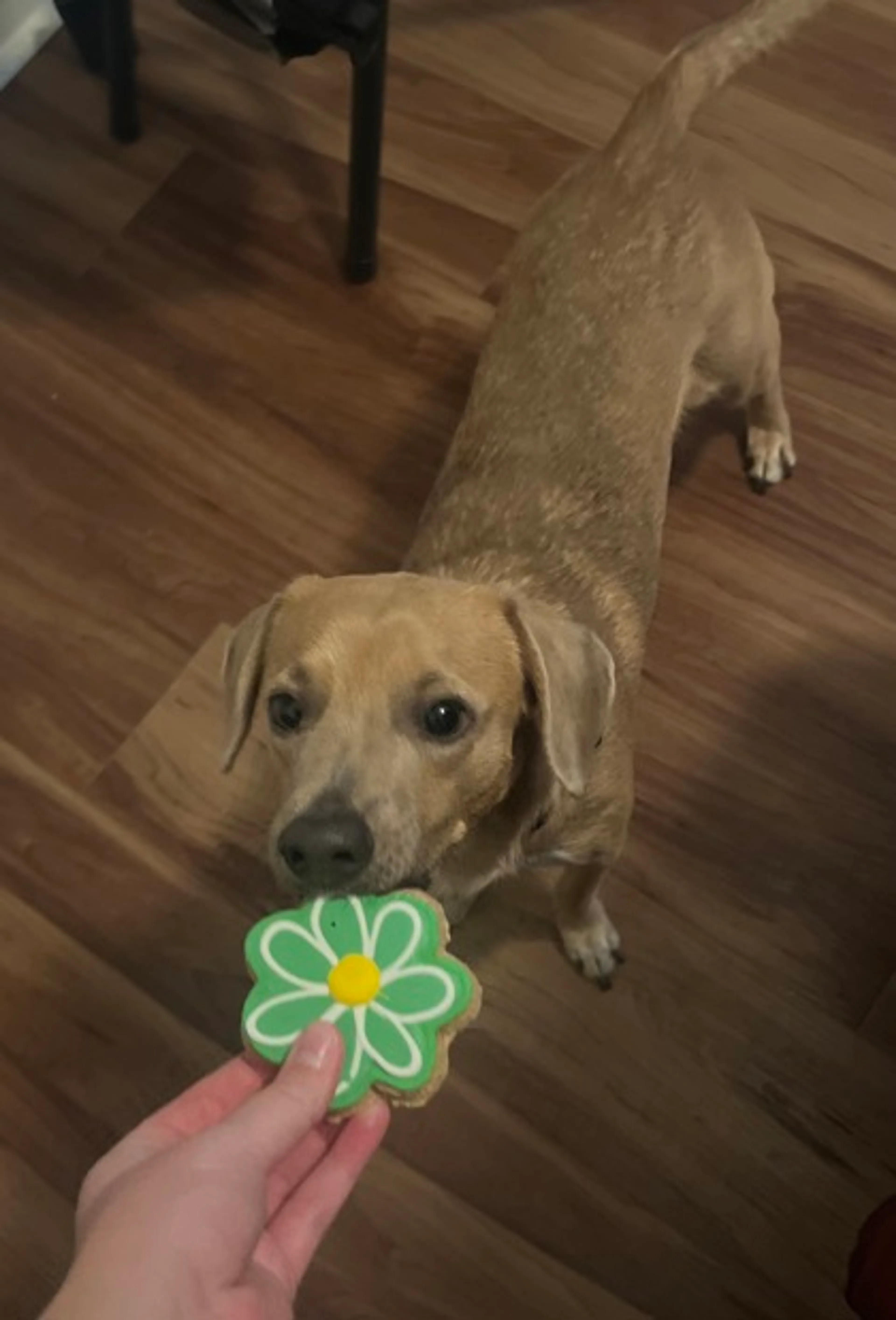 Found pet-2