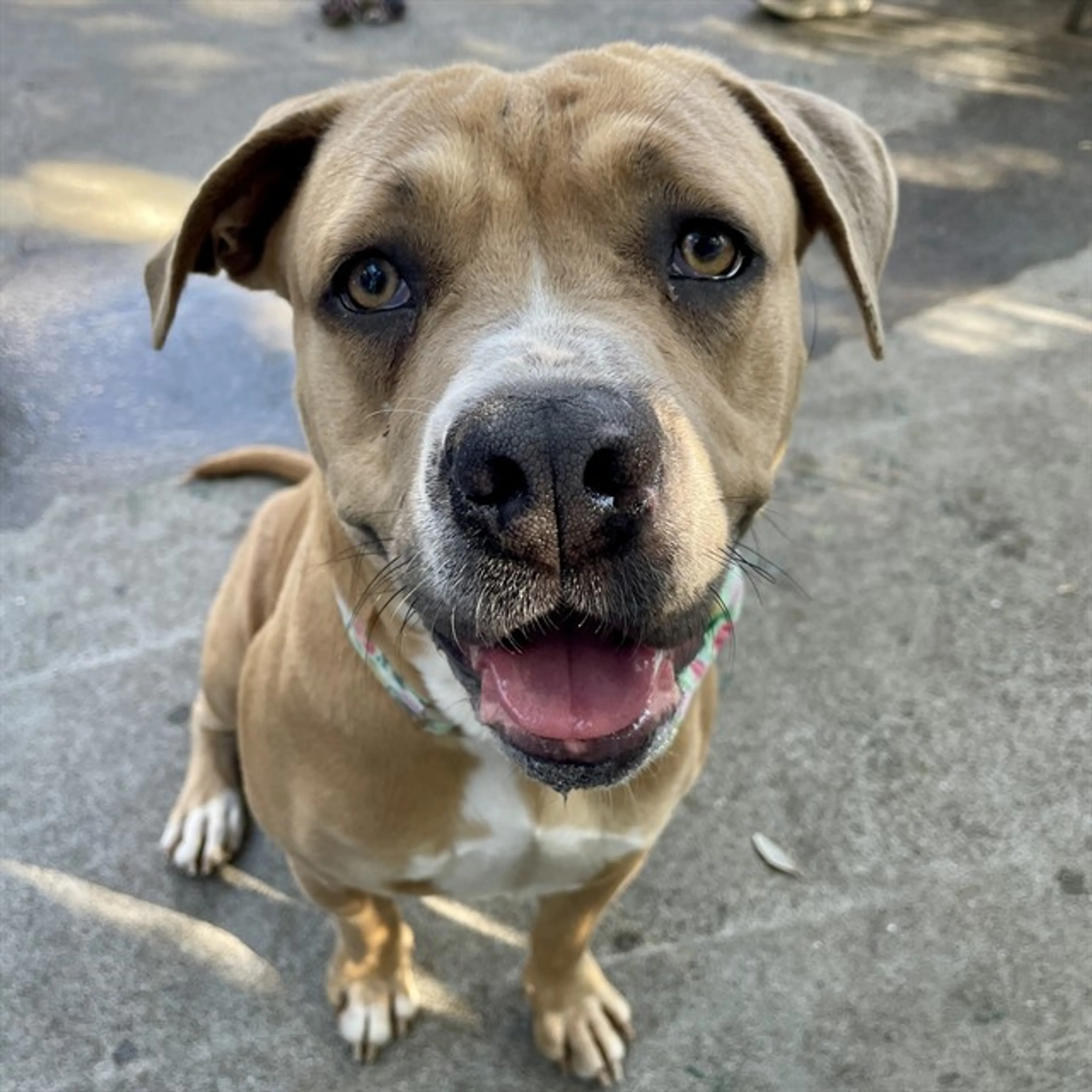 Found pet