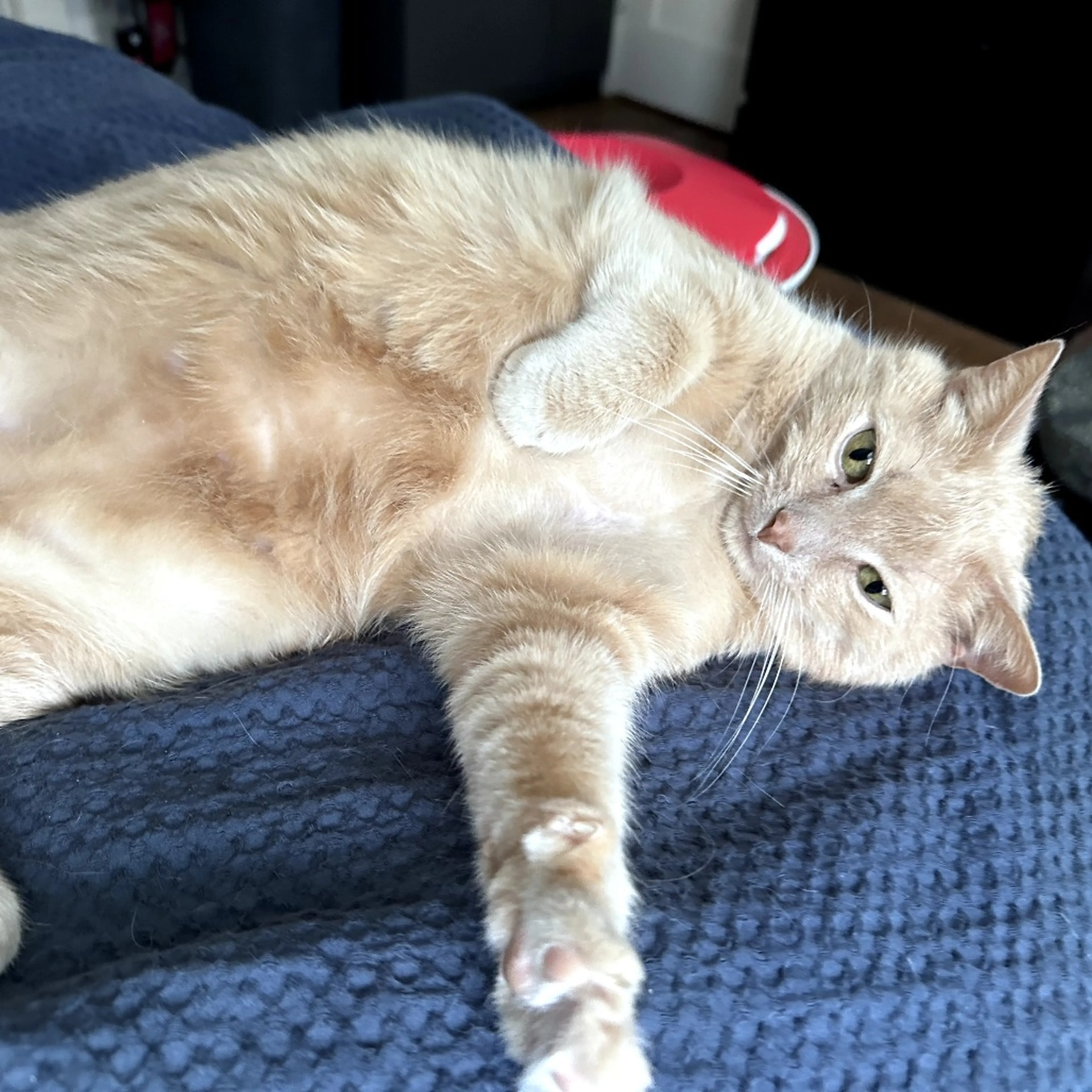 Found pet-2