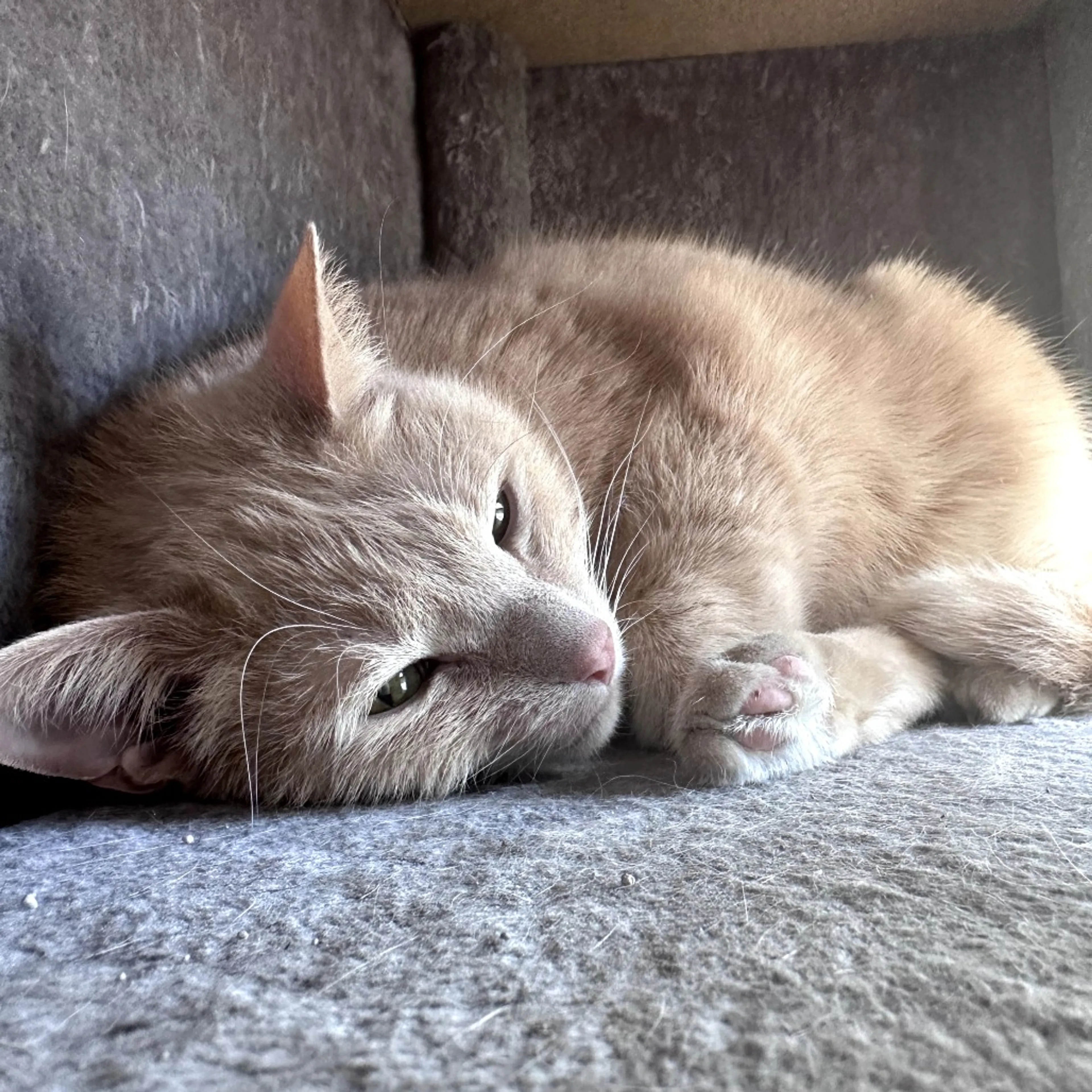 Found pet-3