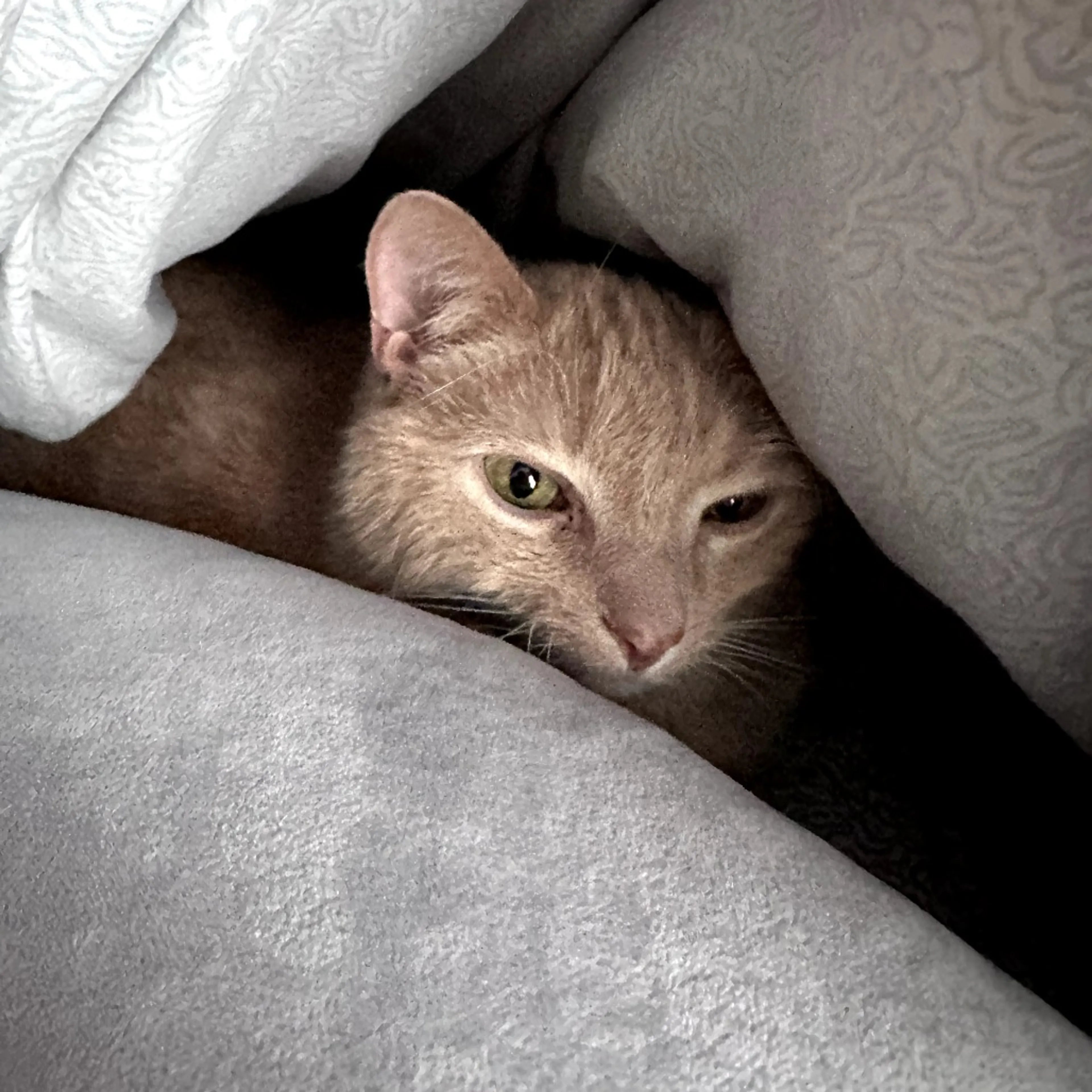Found pet-4