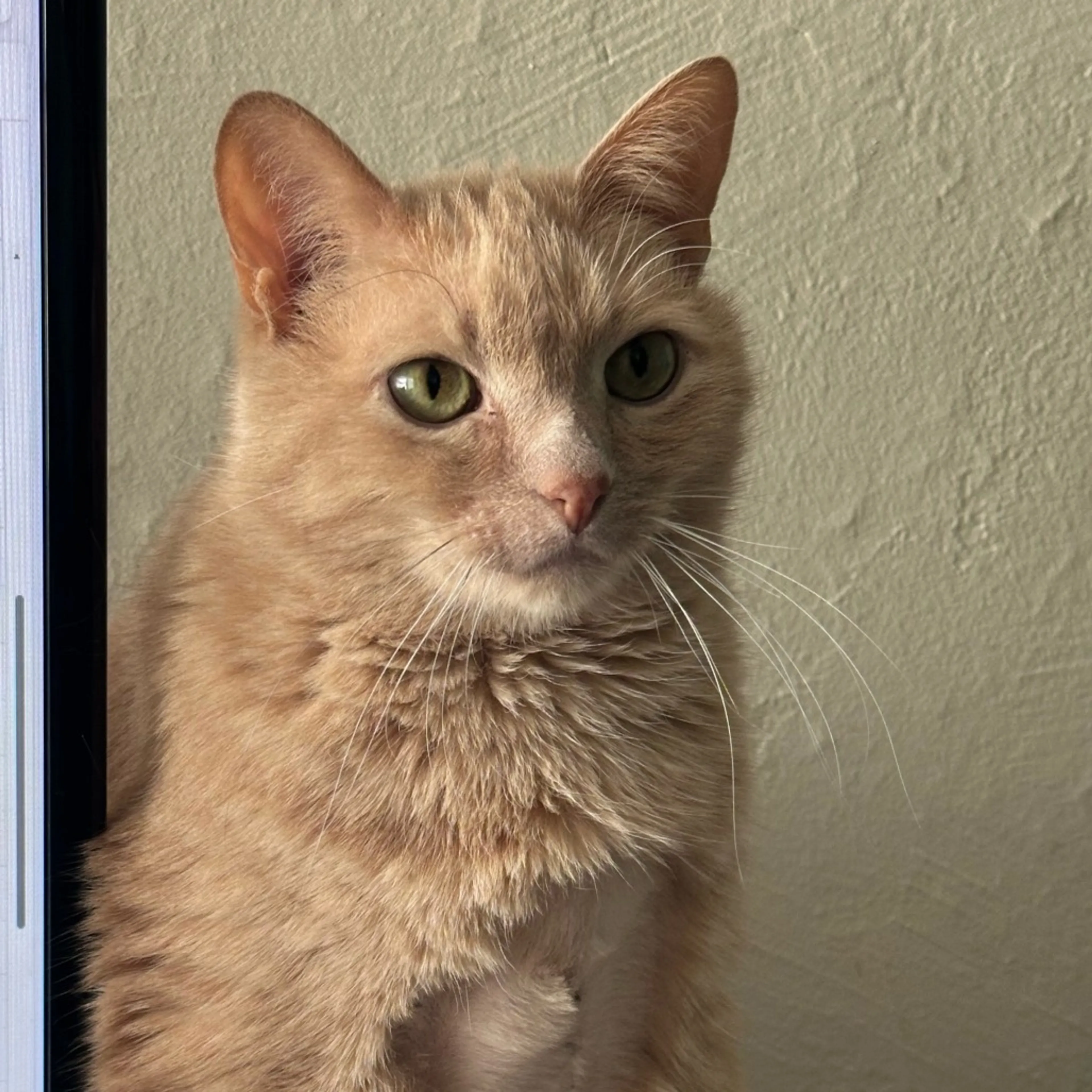 Found pet-5