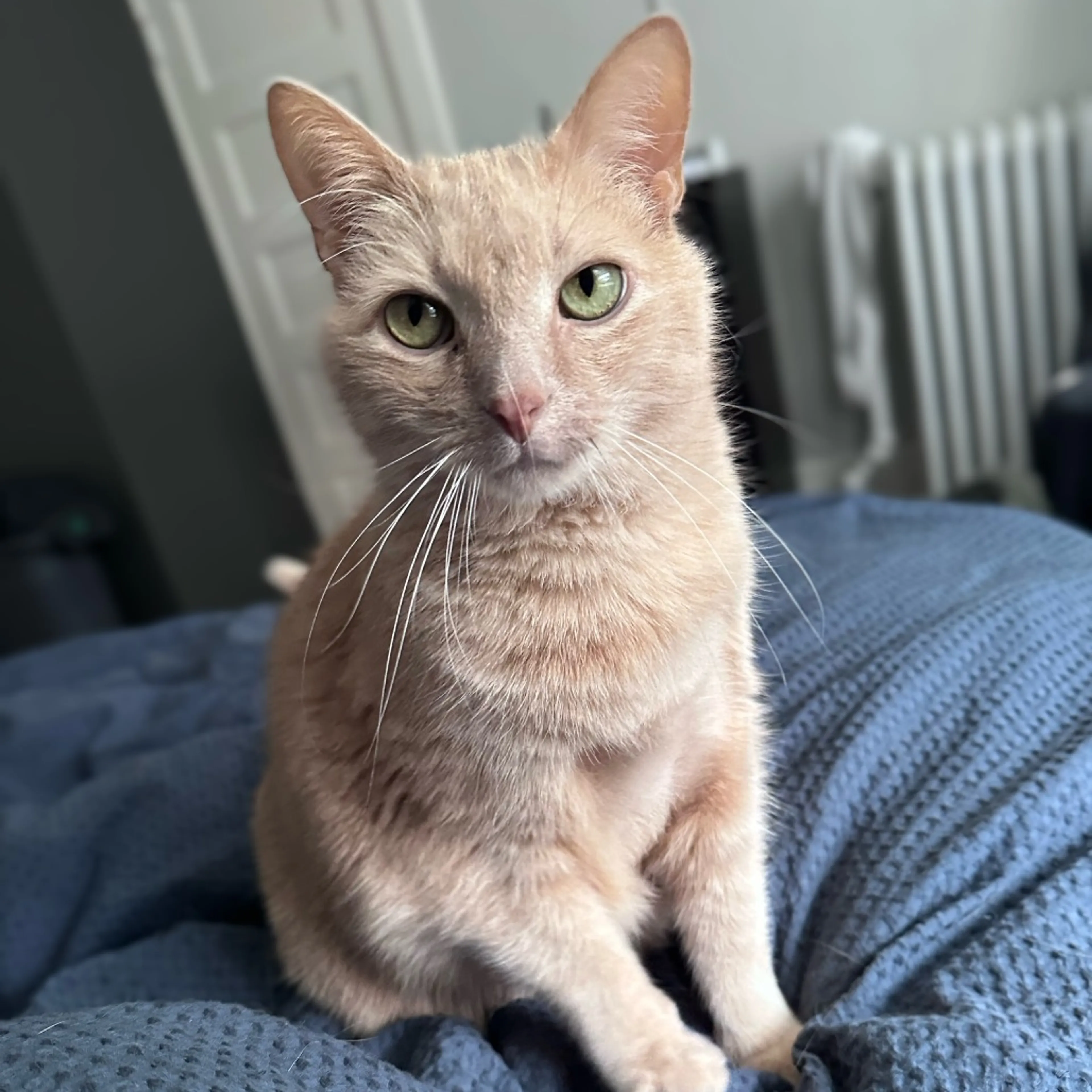 Found pet-1