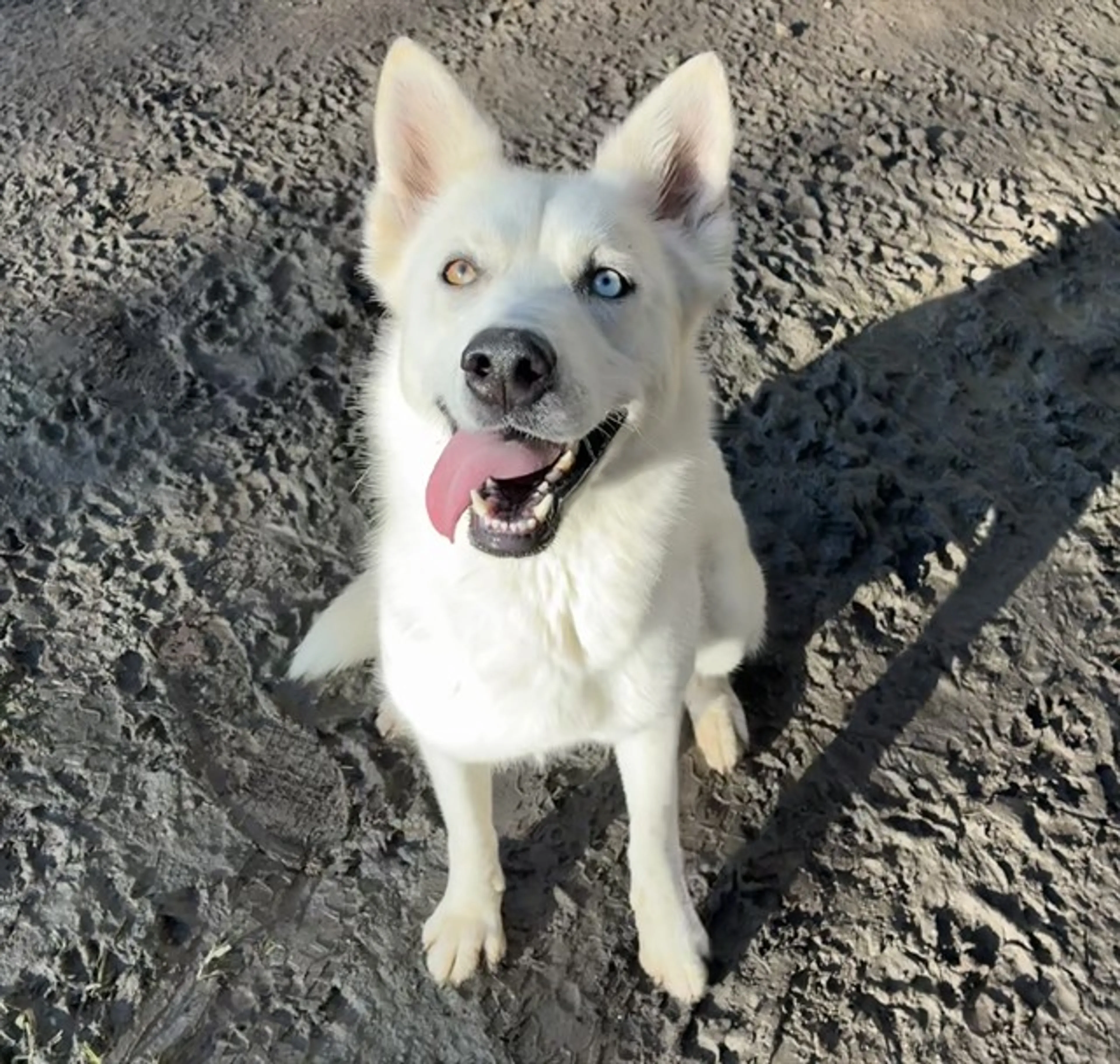 cdn image