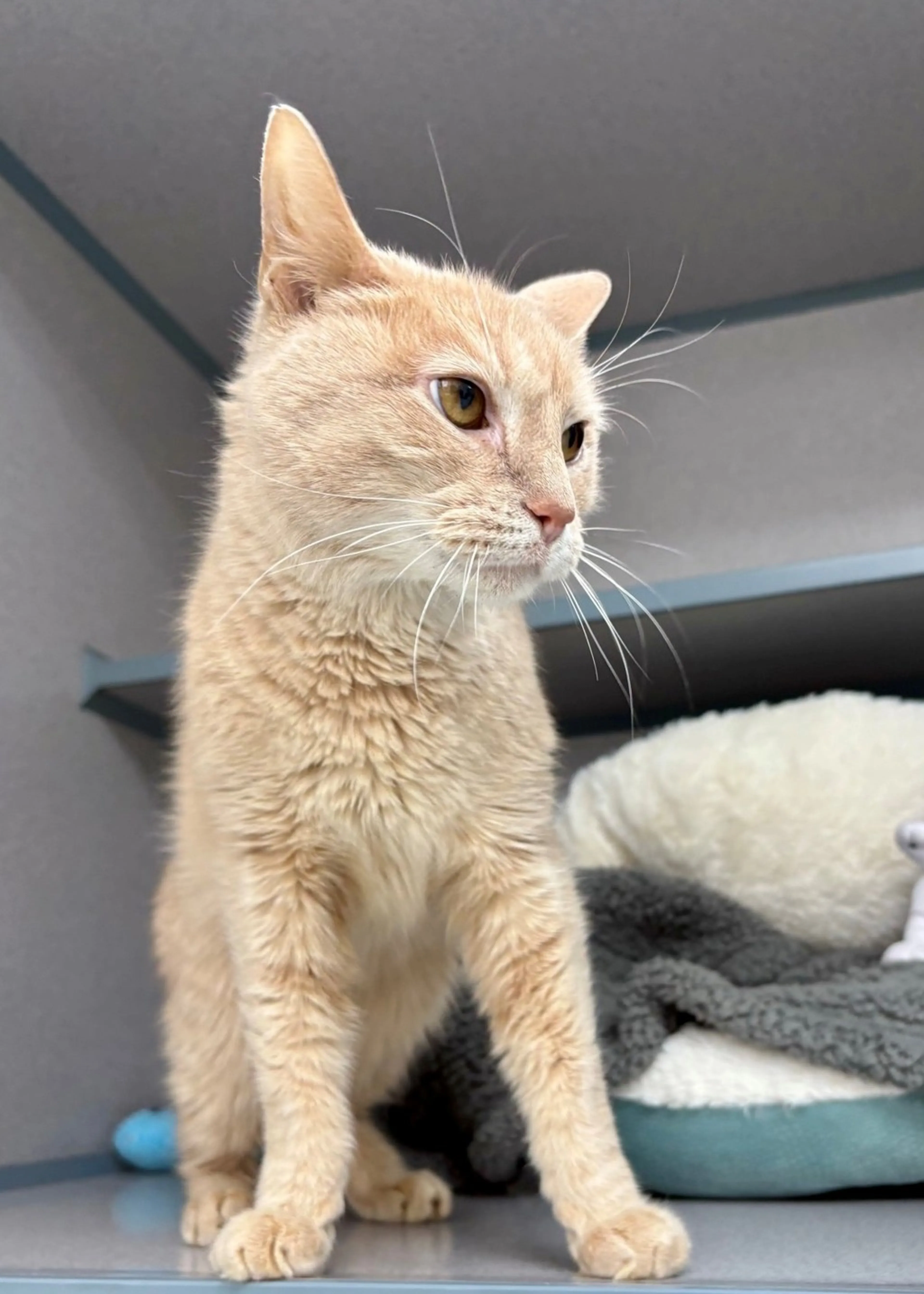 Found pet-1