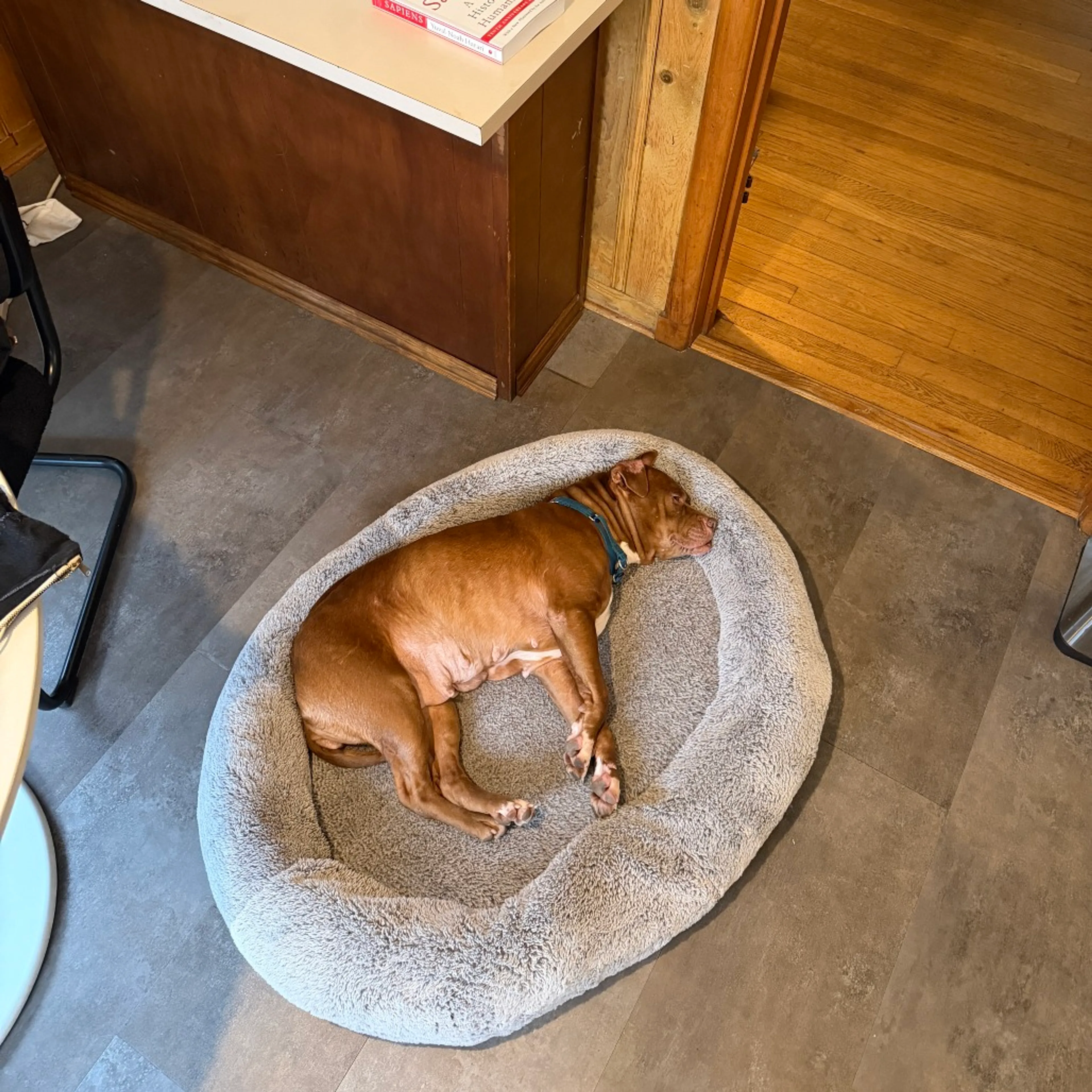 Found pet-5