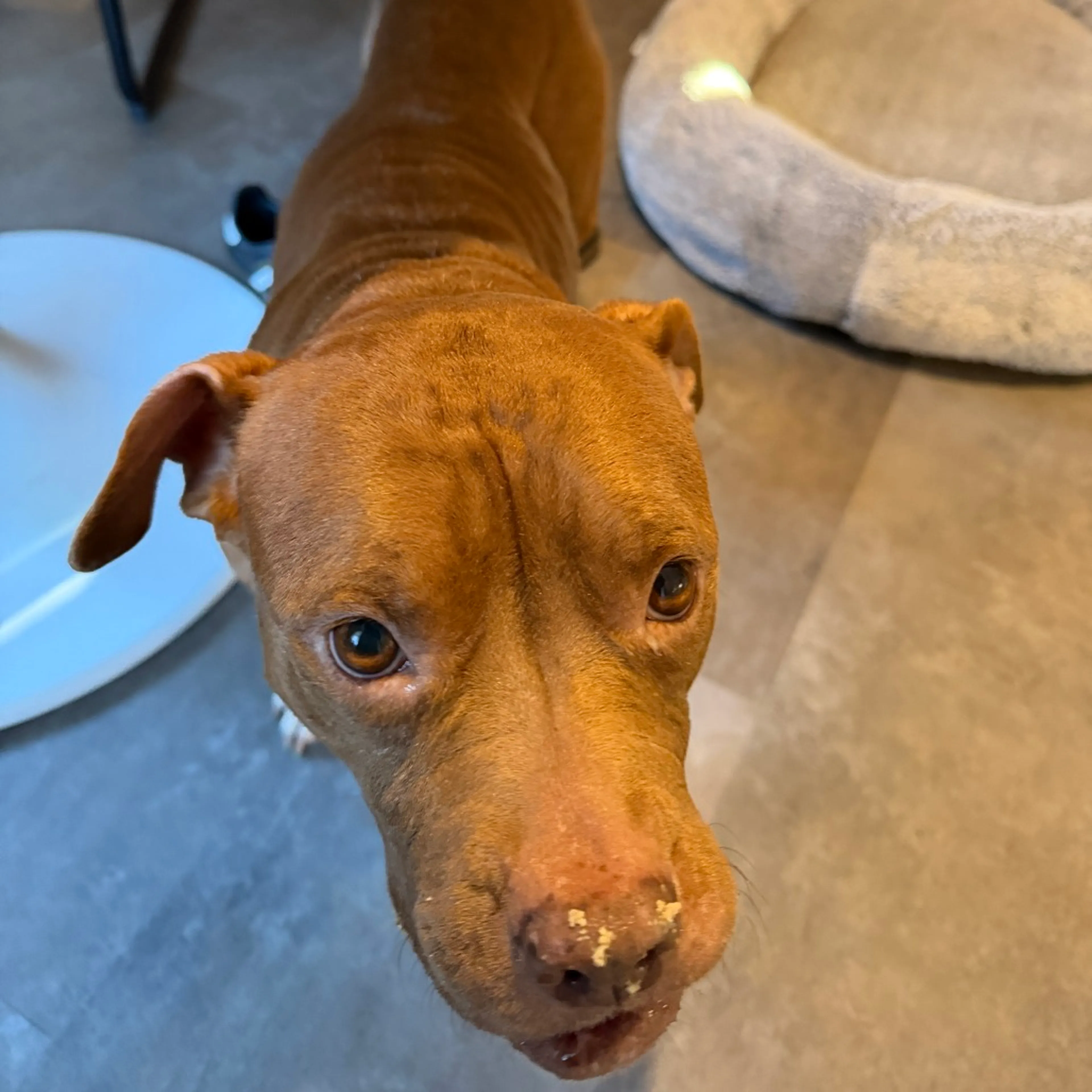 Found pet-6