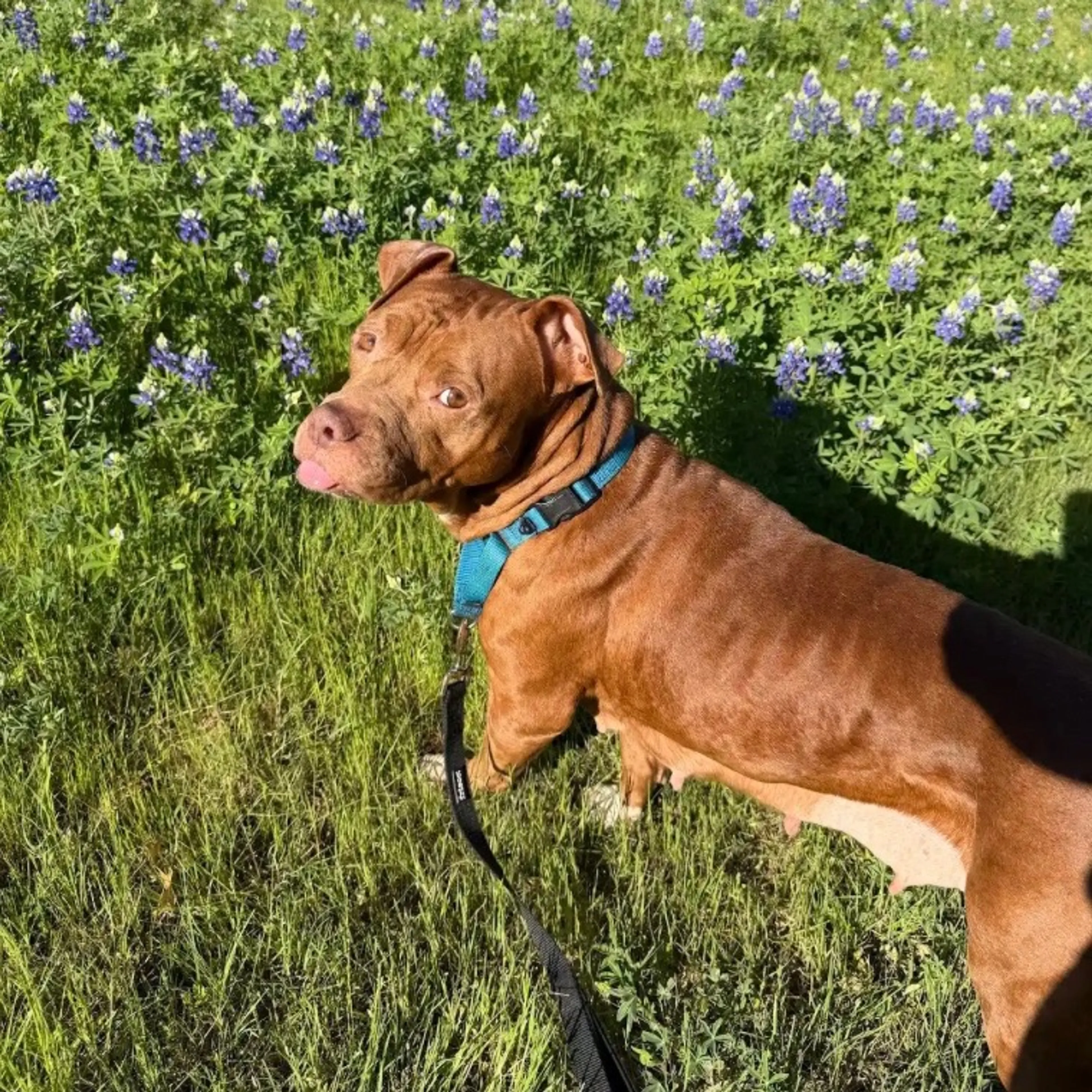 Found pet-9