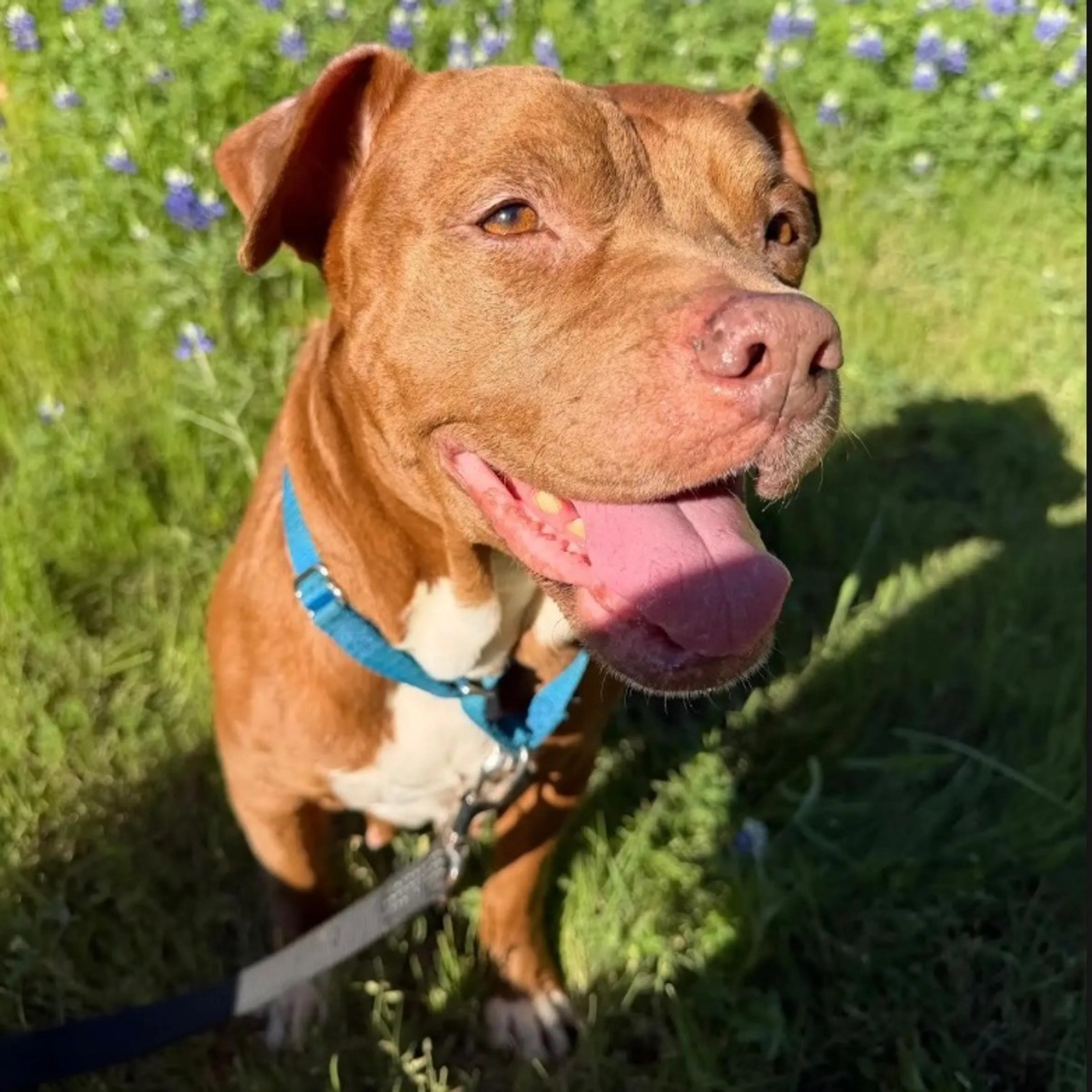 Found pet-8