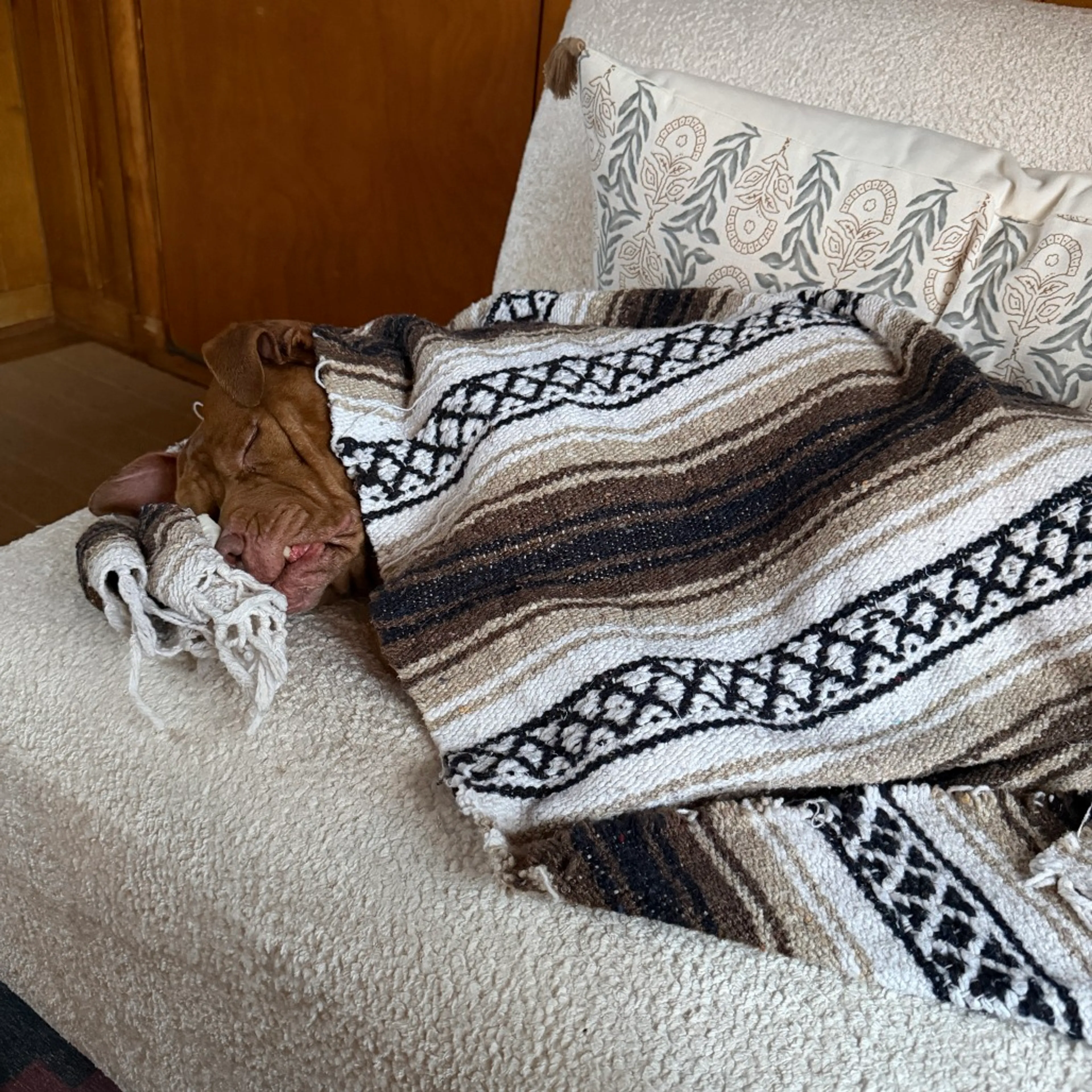 Found pet-3