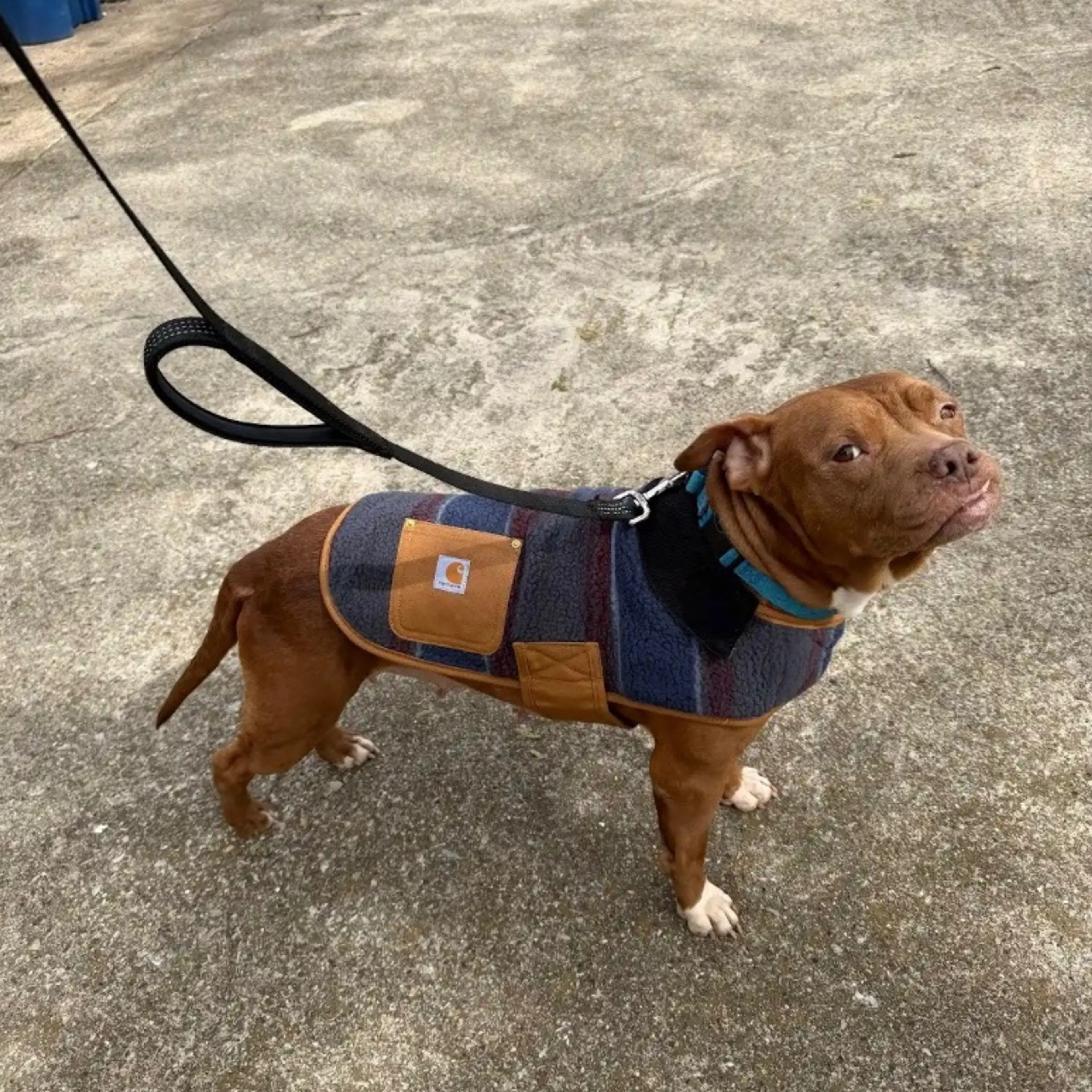 Found pet-11
