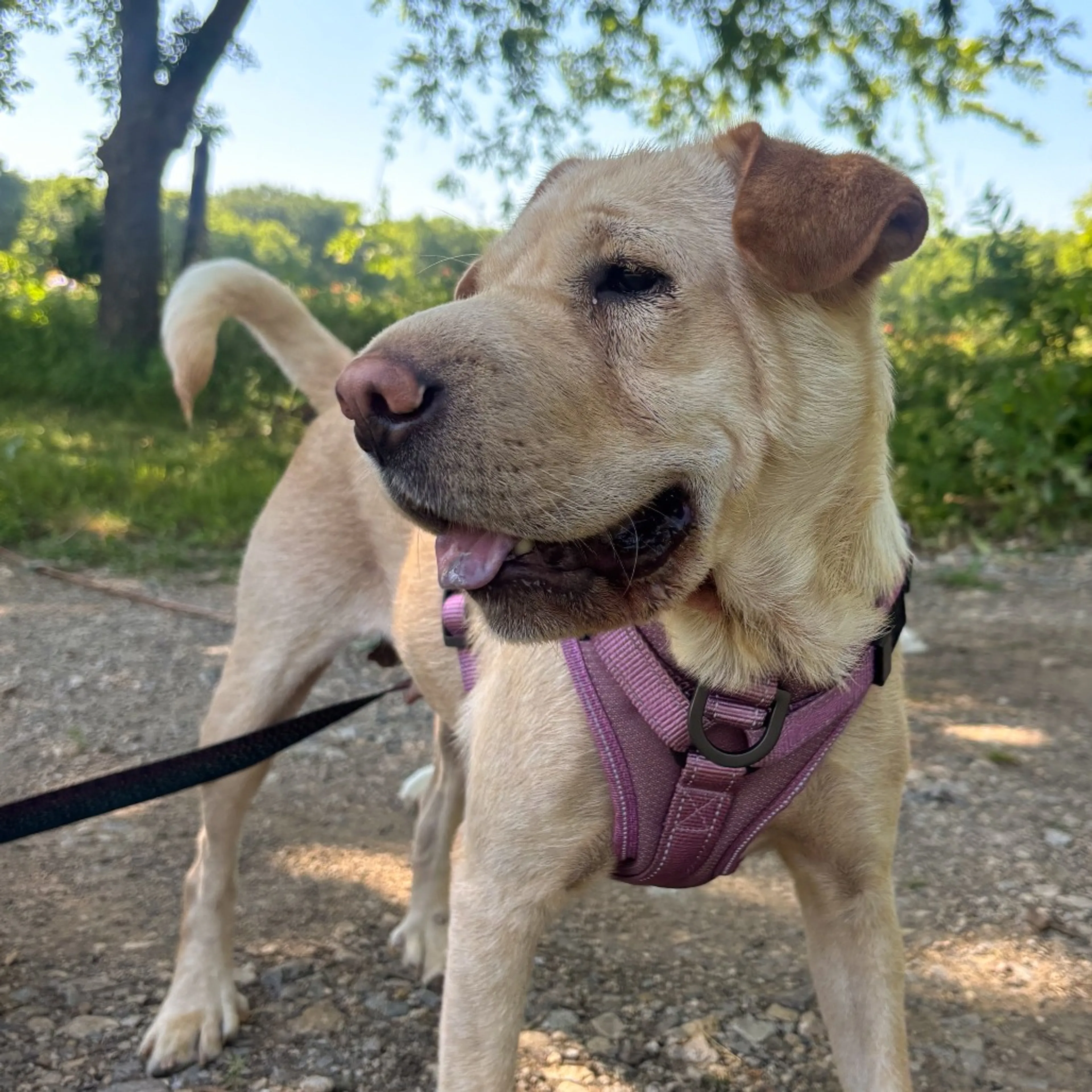 Found pet-14