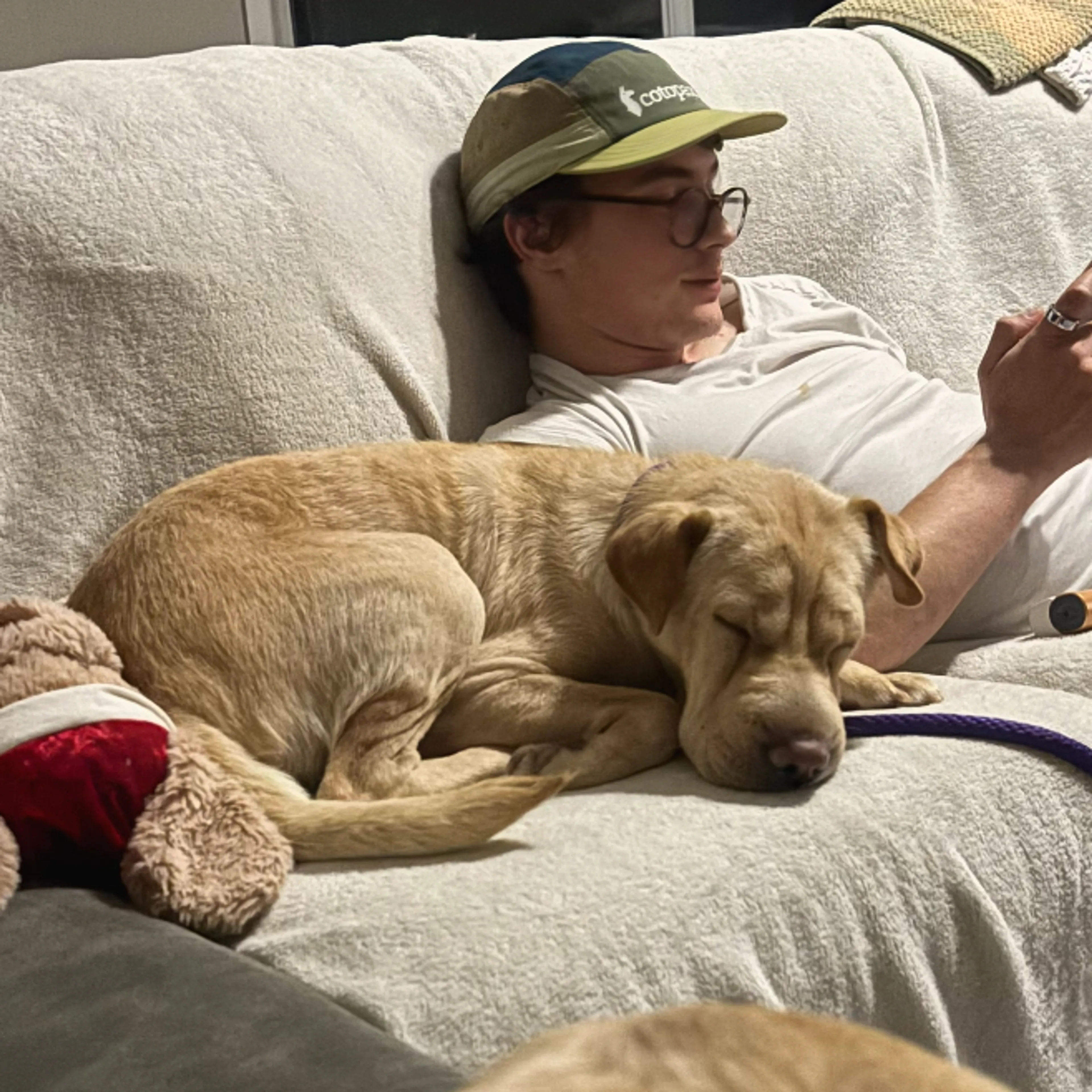 Found pet-16