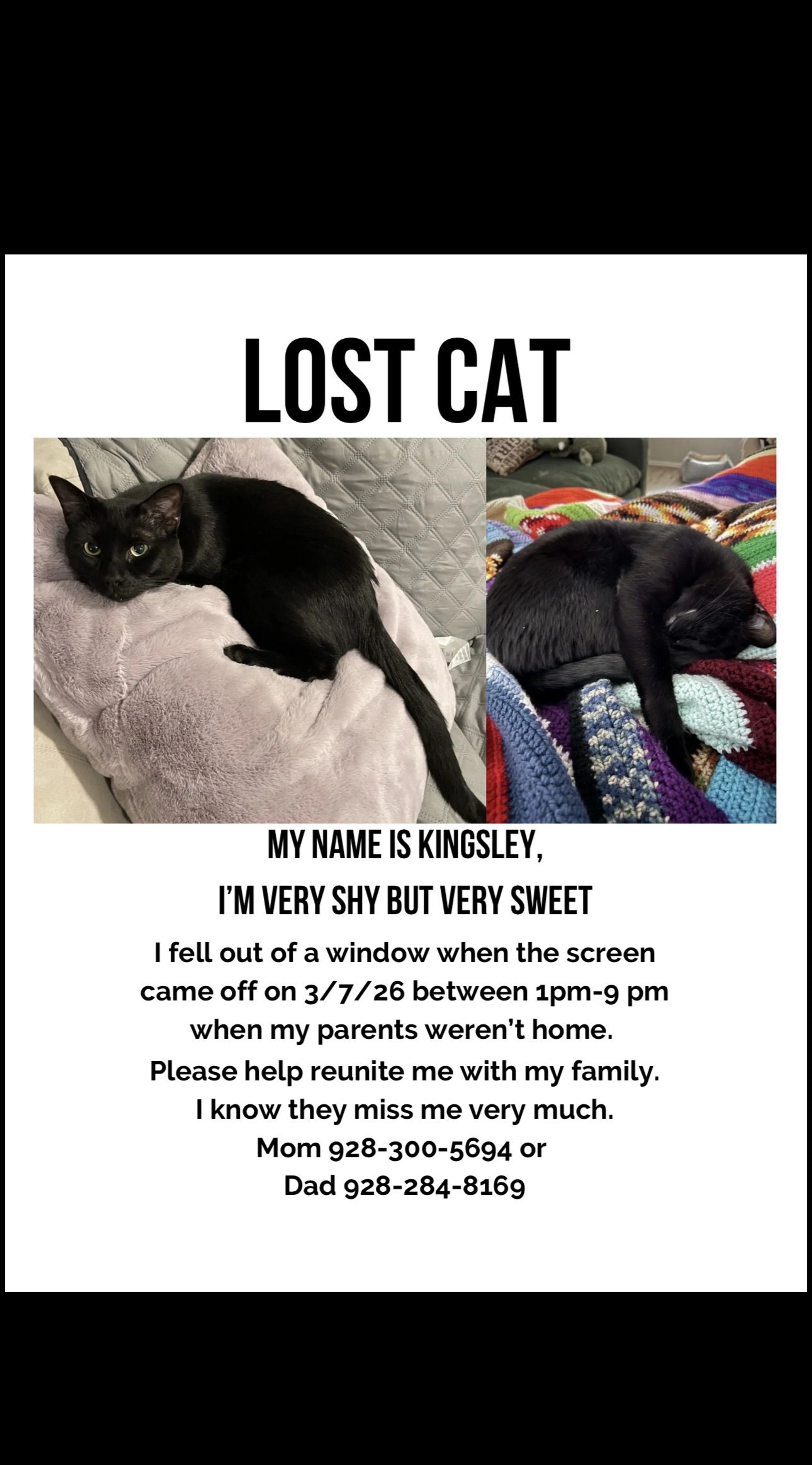 Lost pet-0