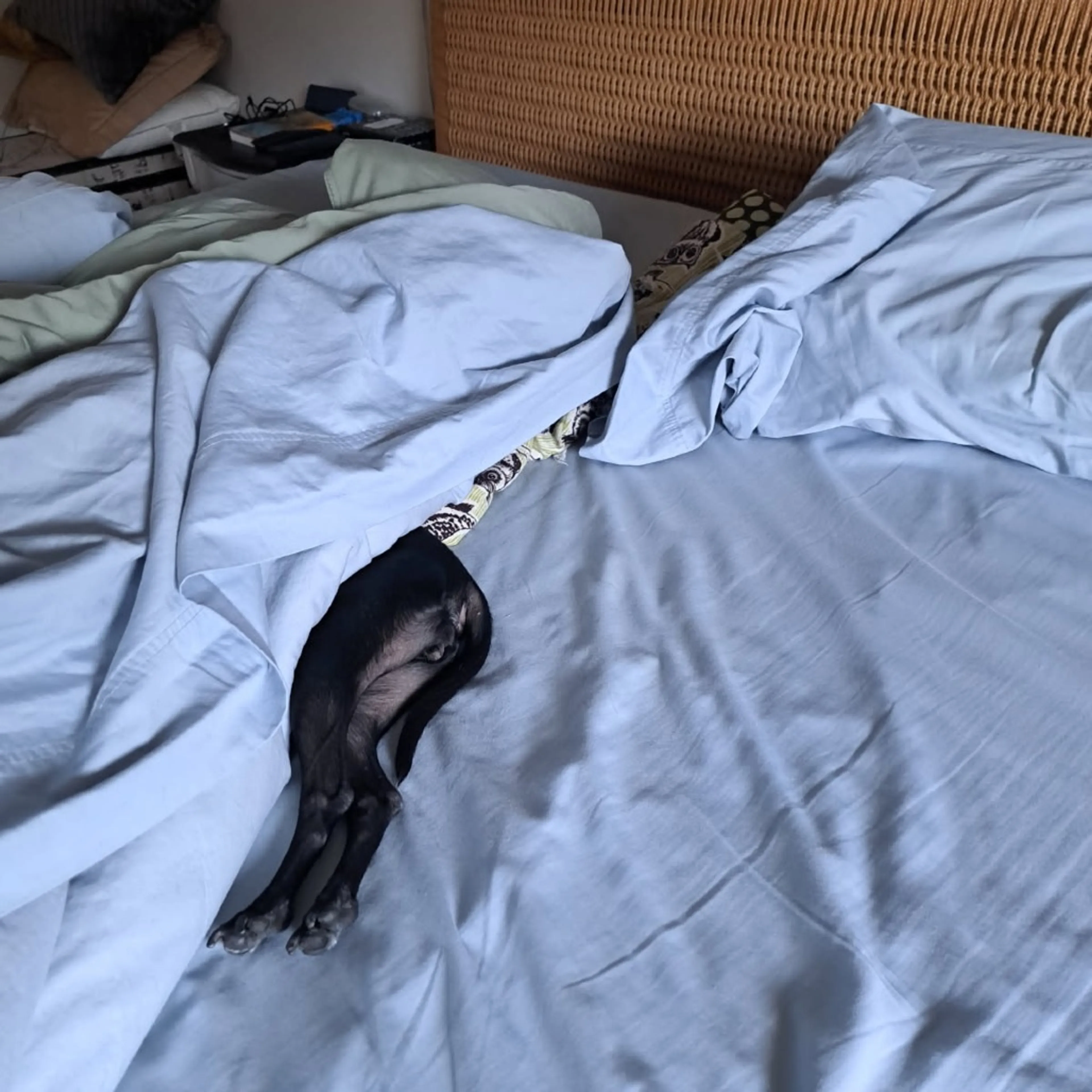 Found pet-3