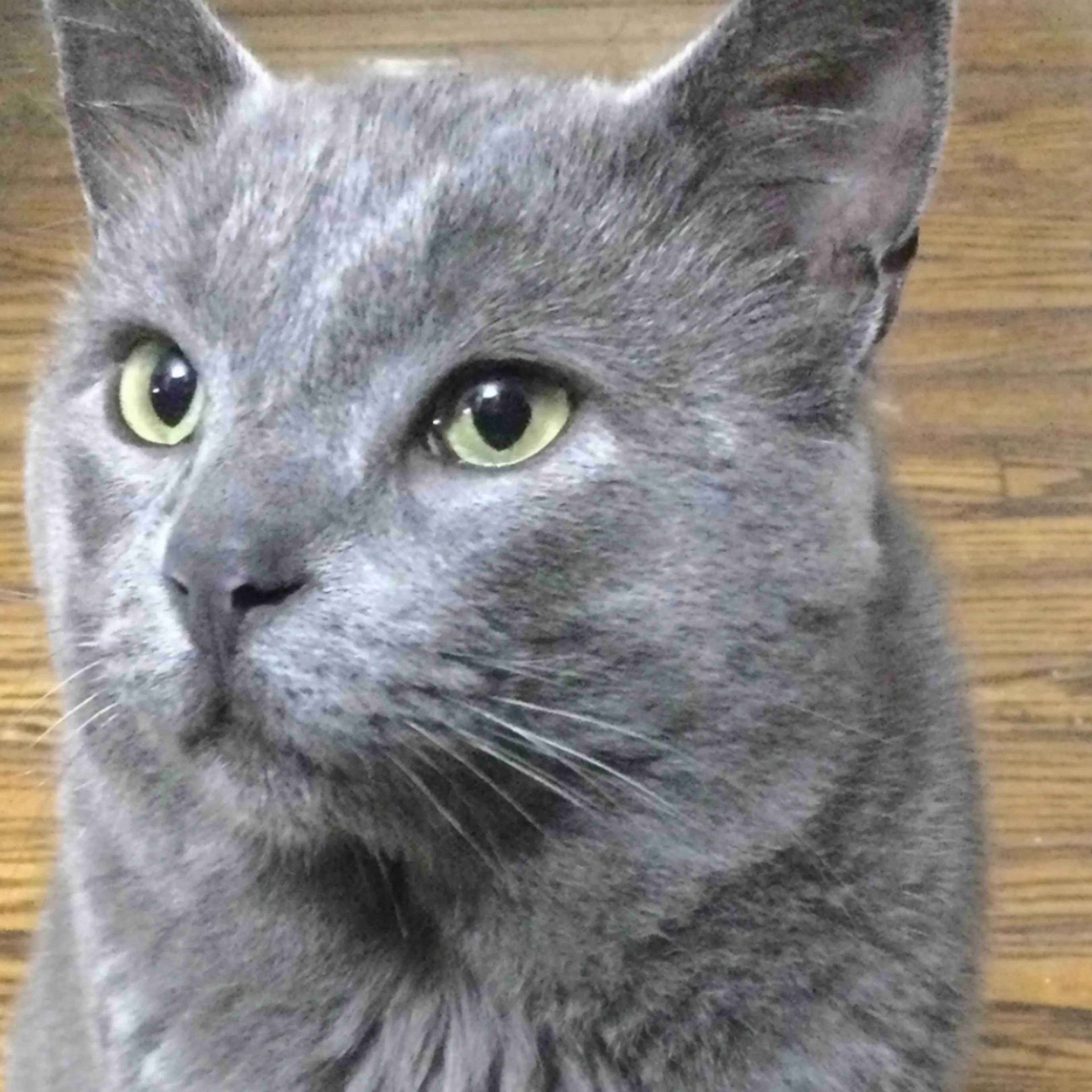 Lost pet-2