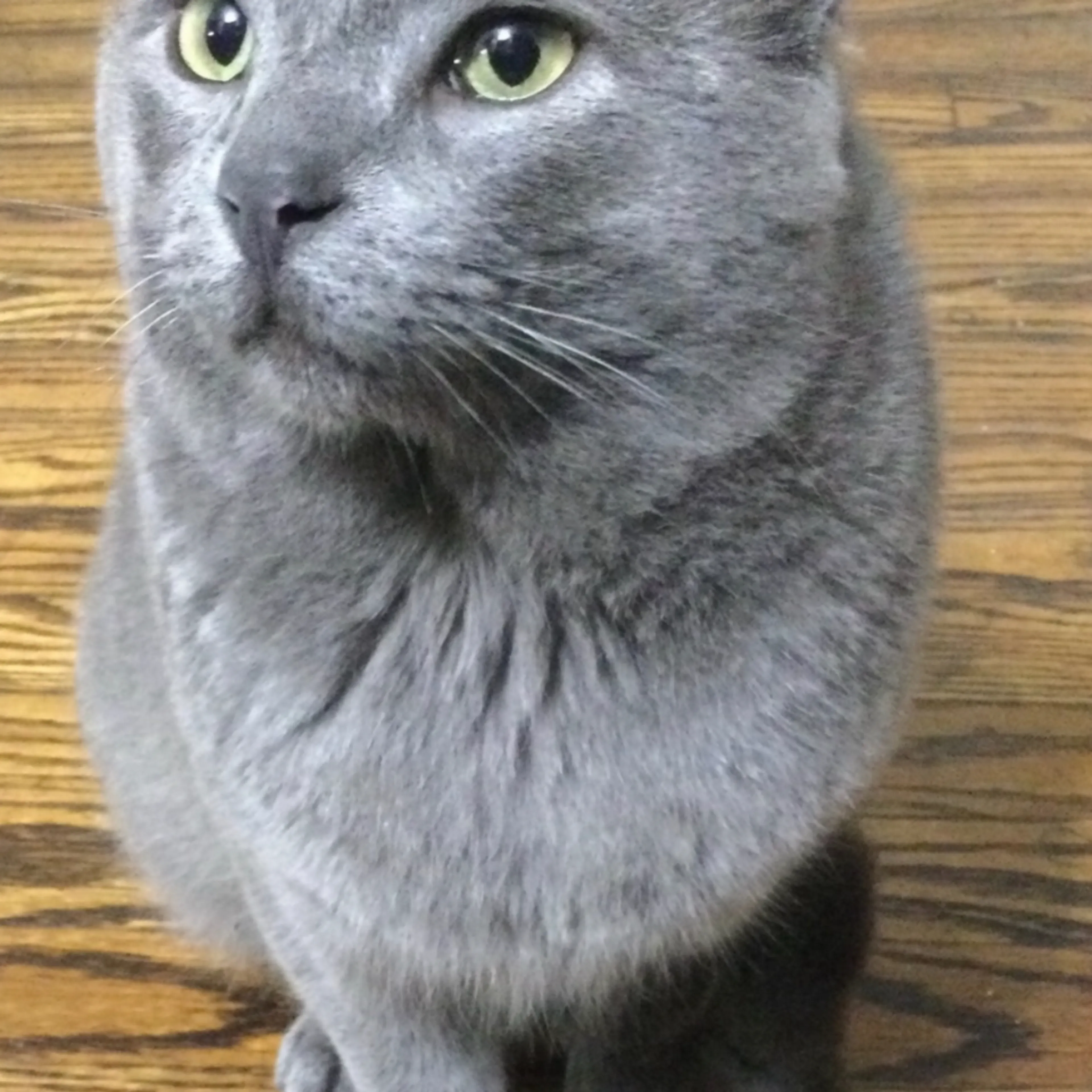 Lost pet-1