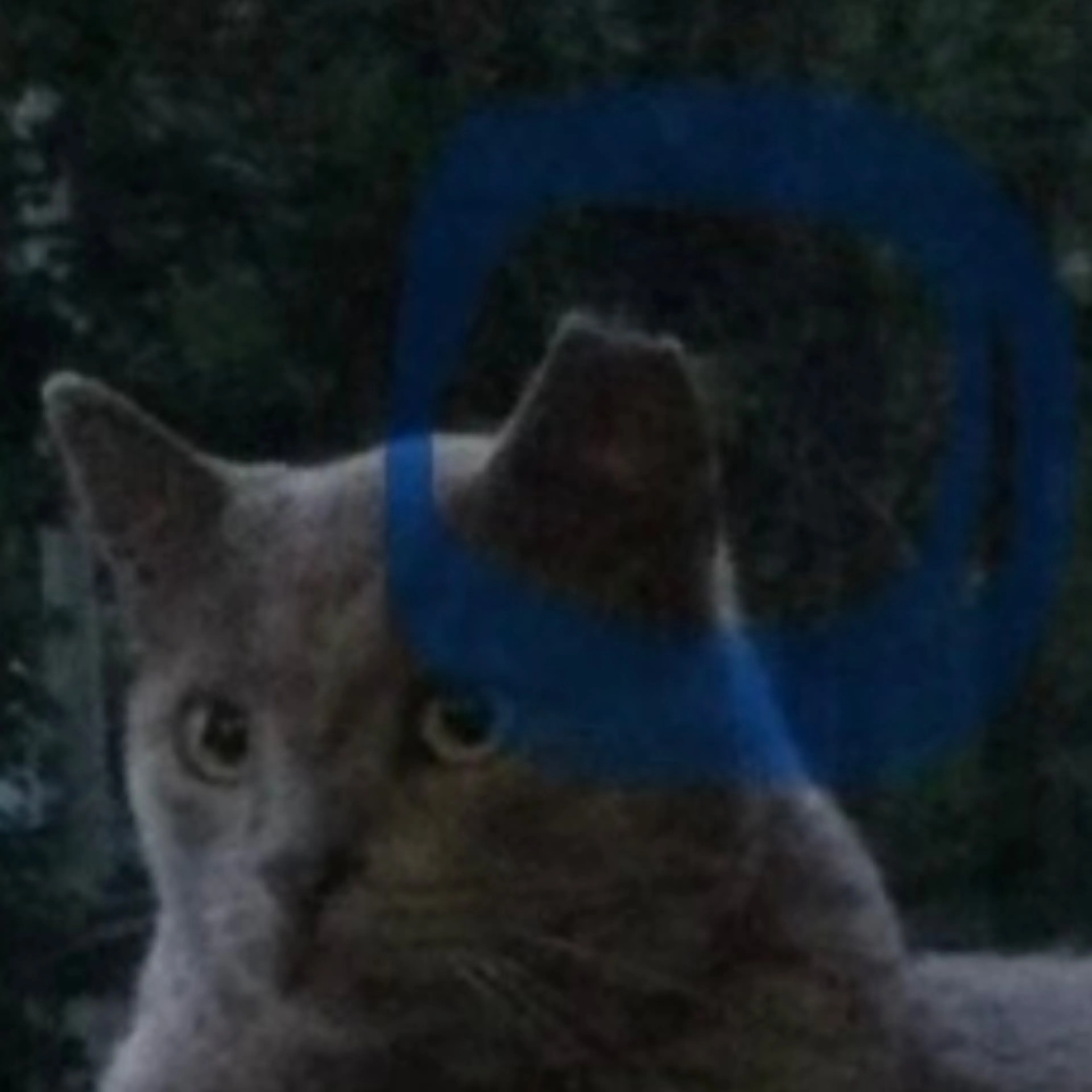 Lost pet-0