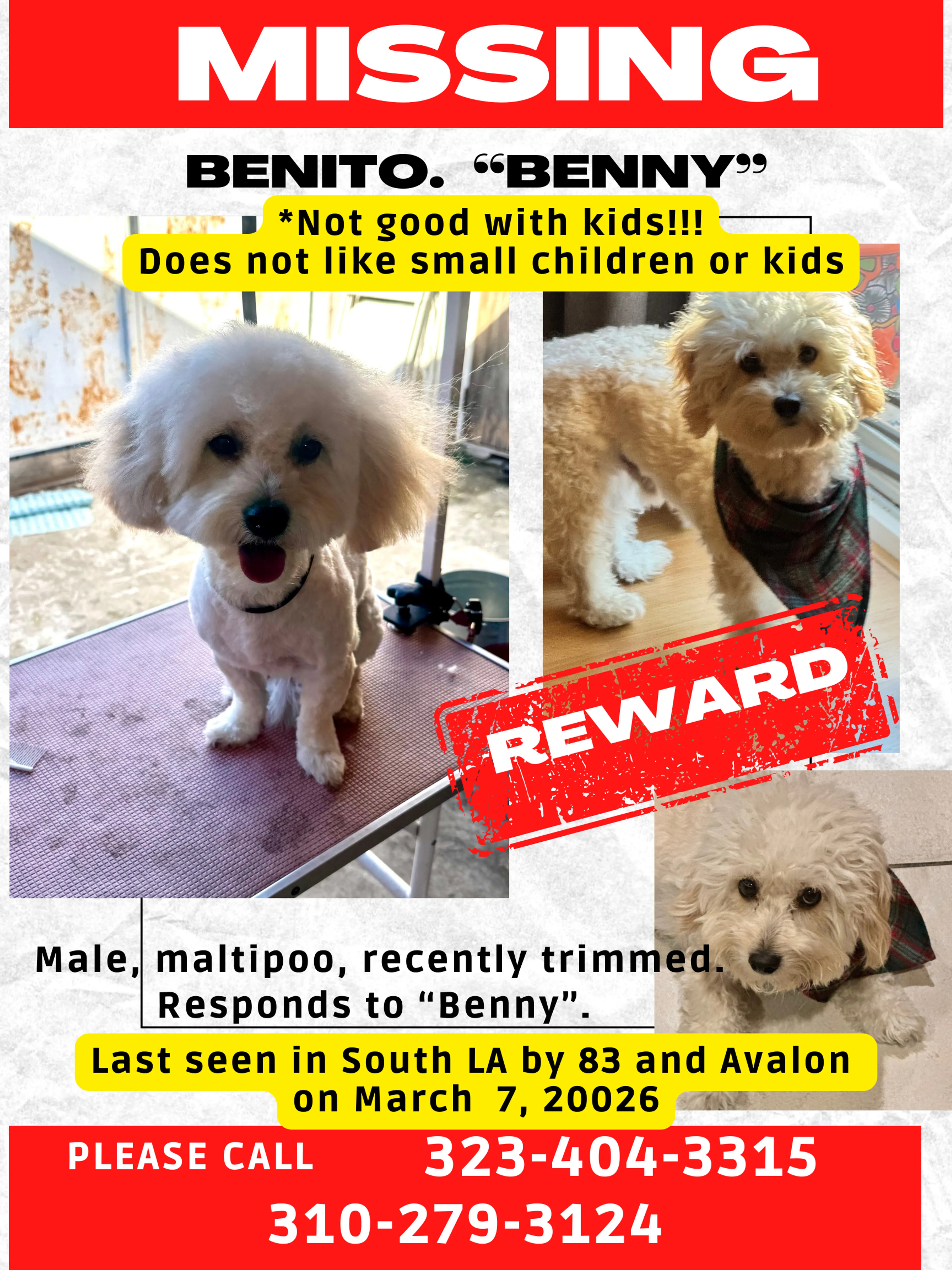 Lost pet