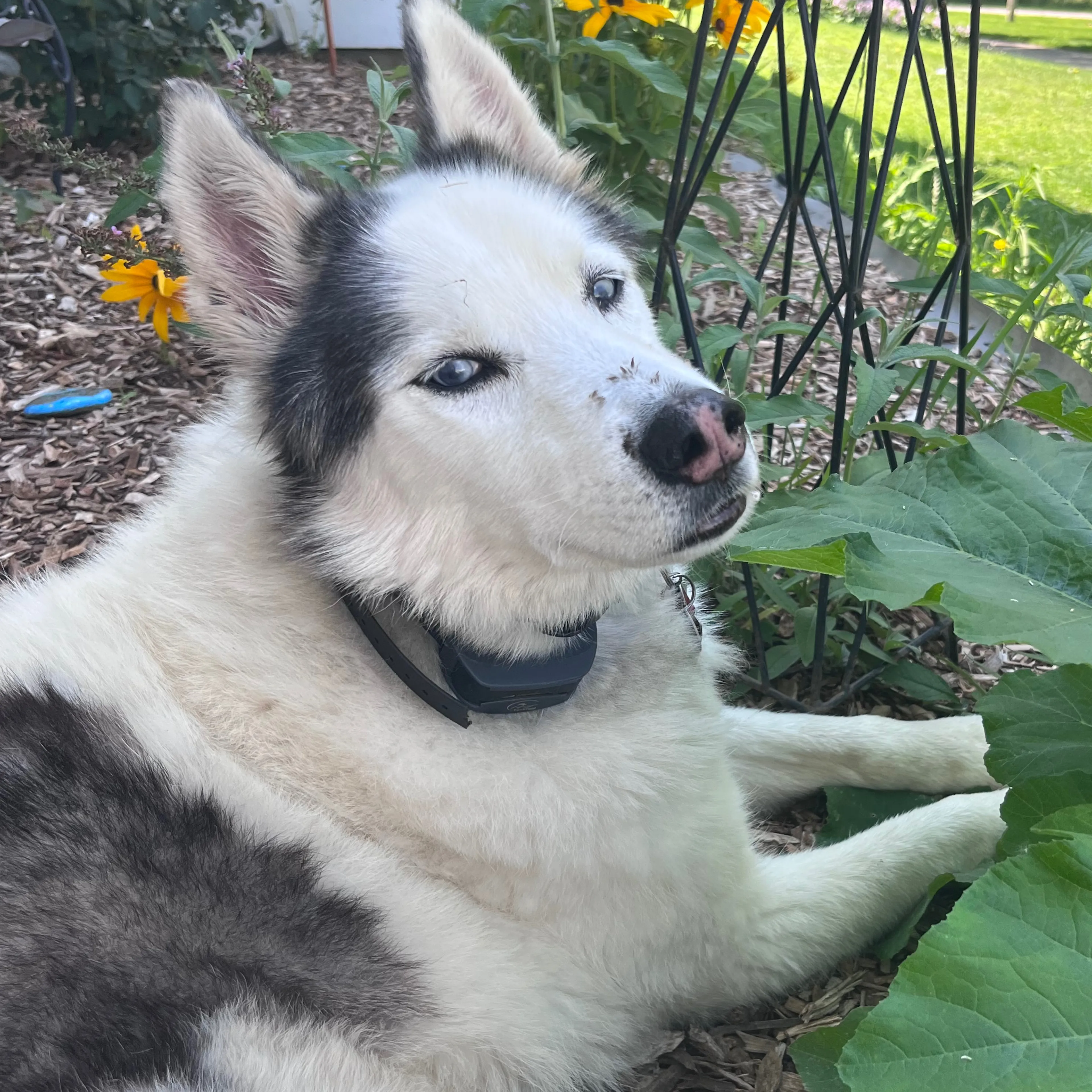 Lost pet-3