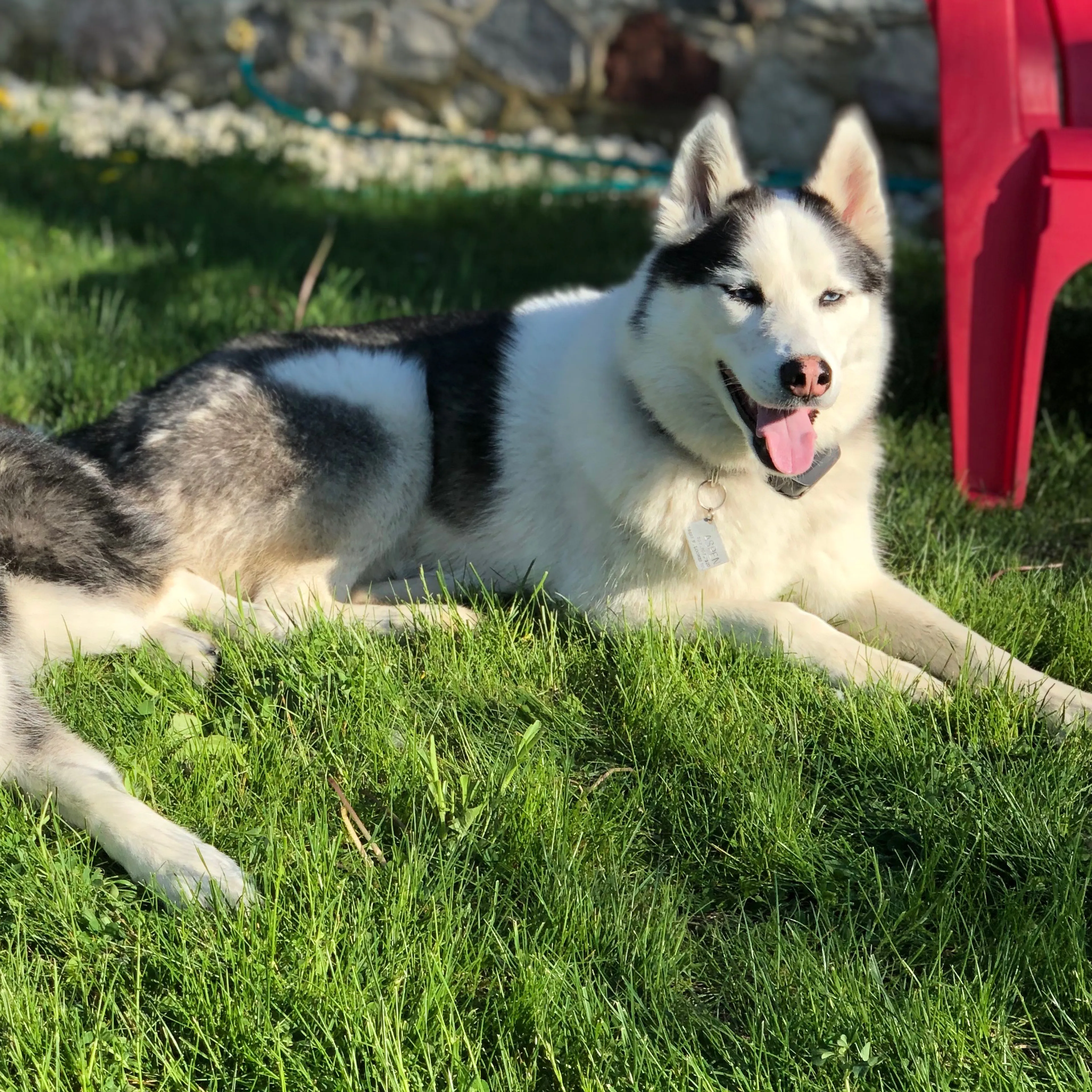 Lost pet-1