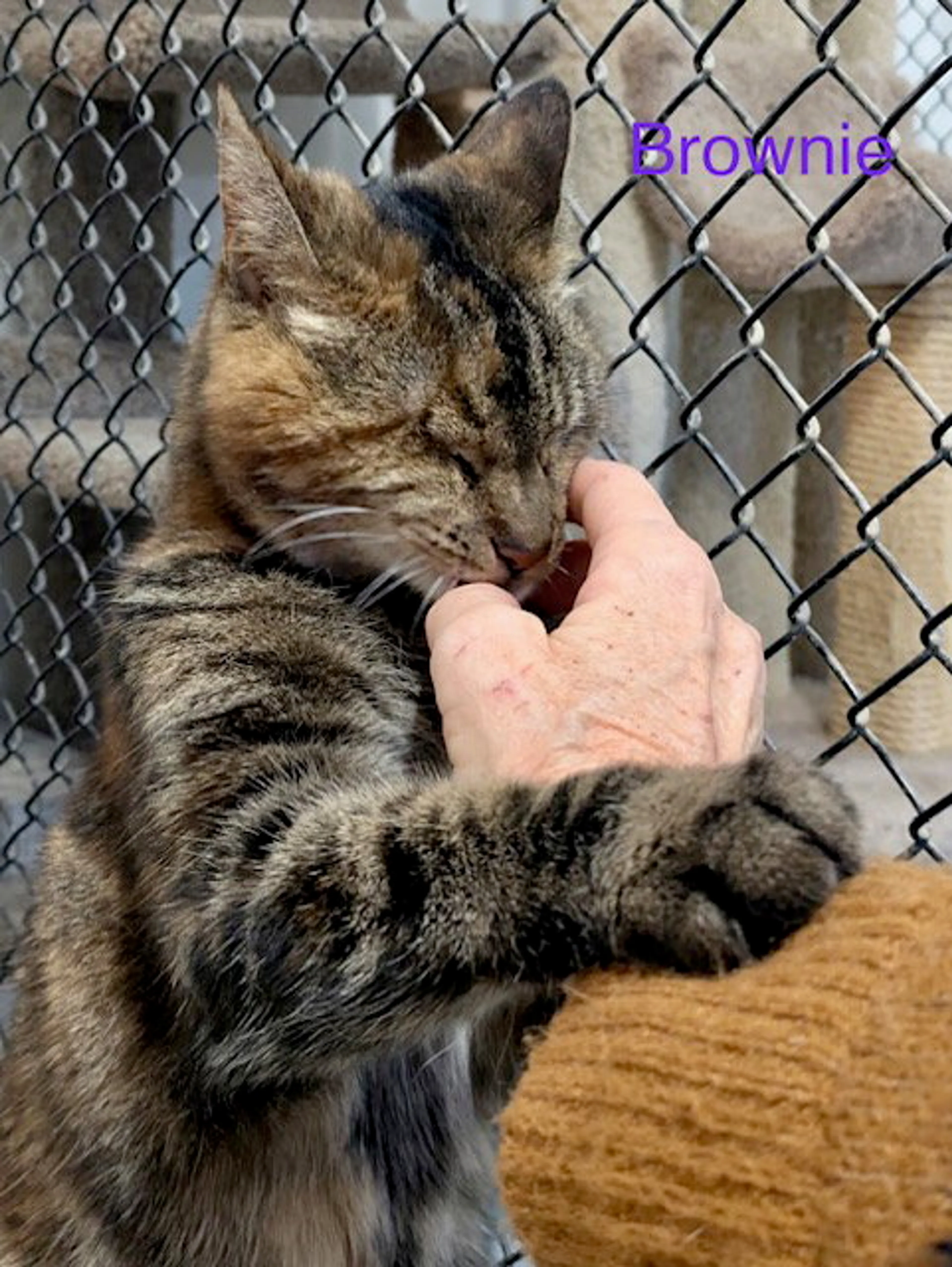 Found pet-1