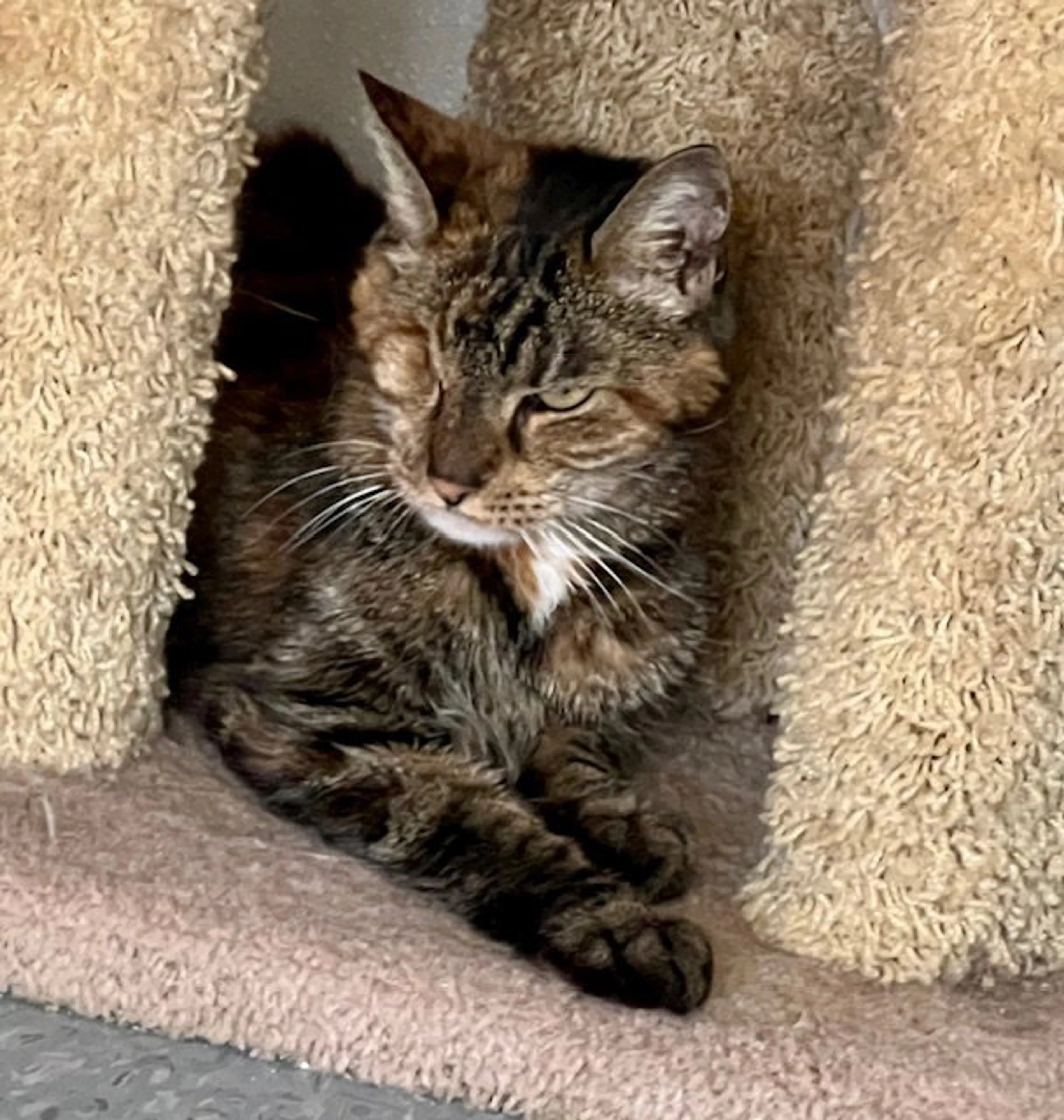 Found pet-2