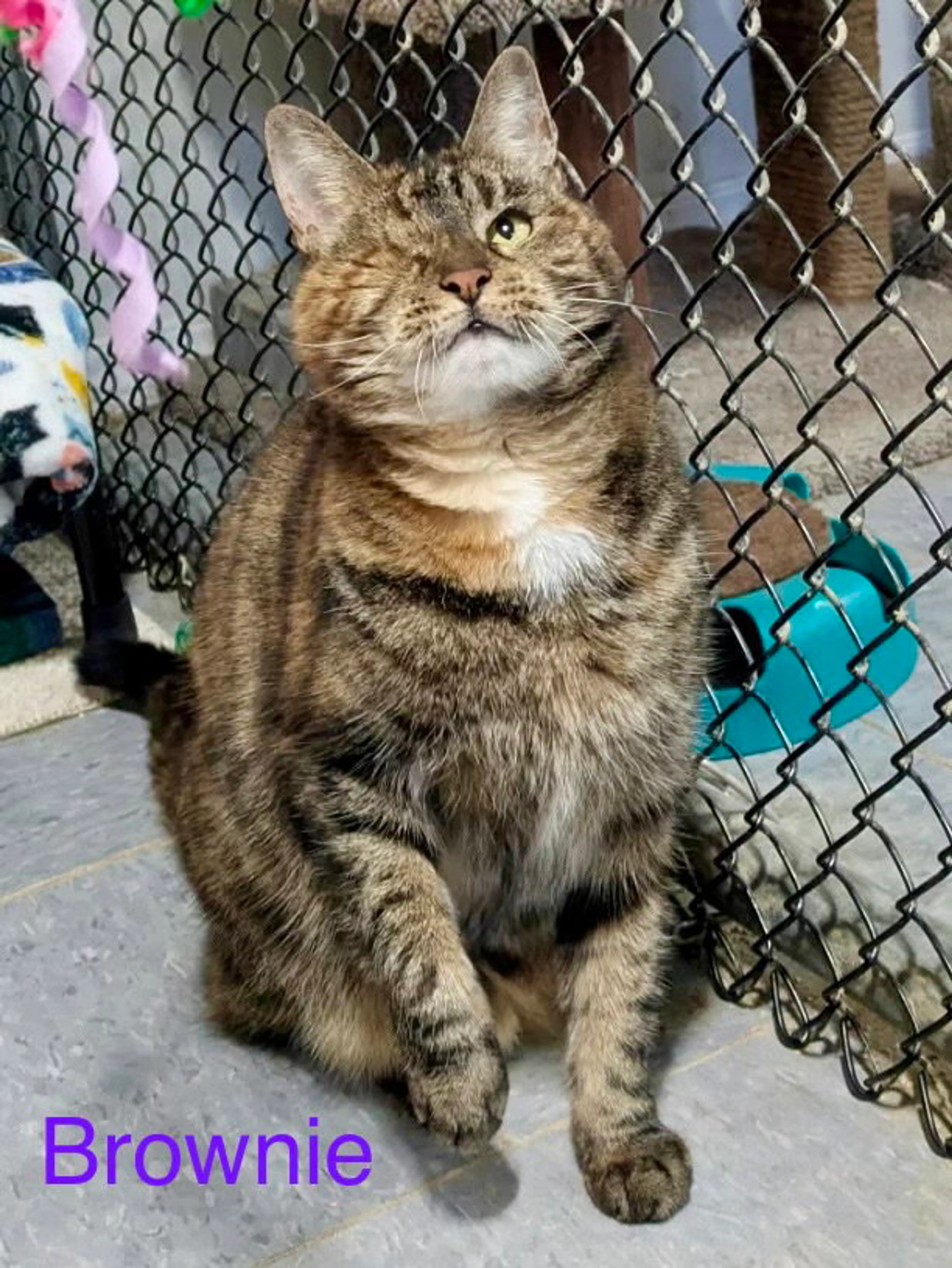 Found pet-0