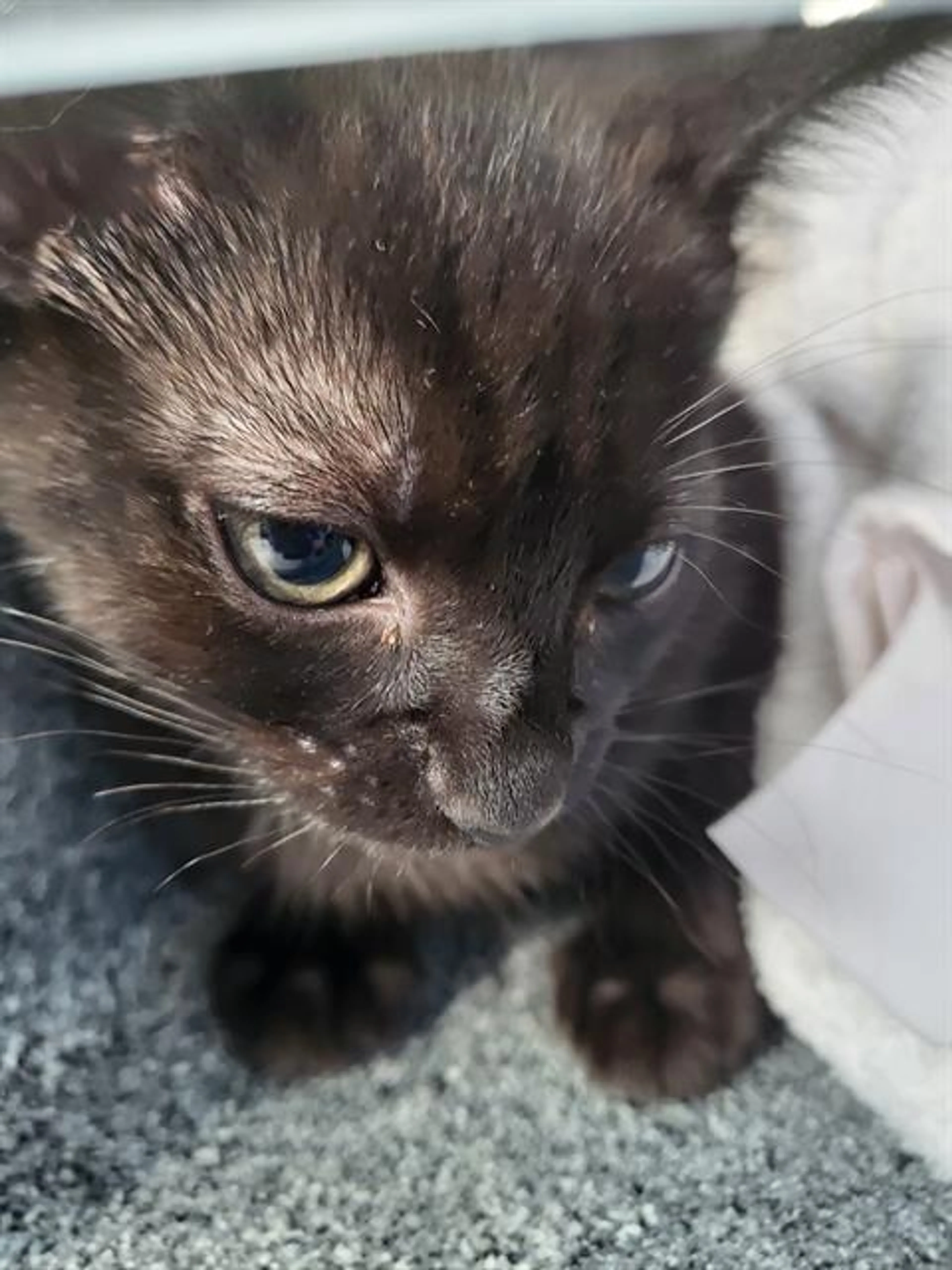 Found pet
