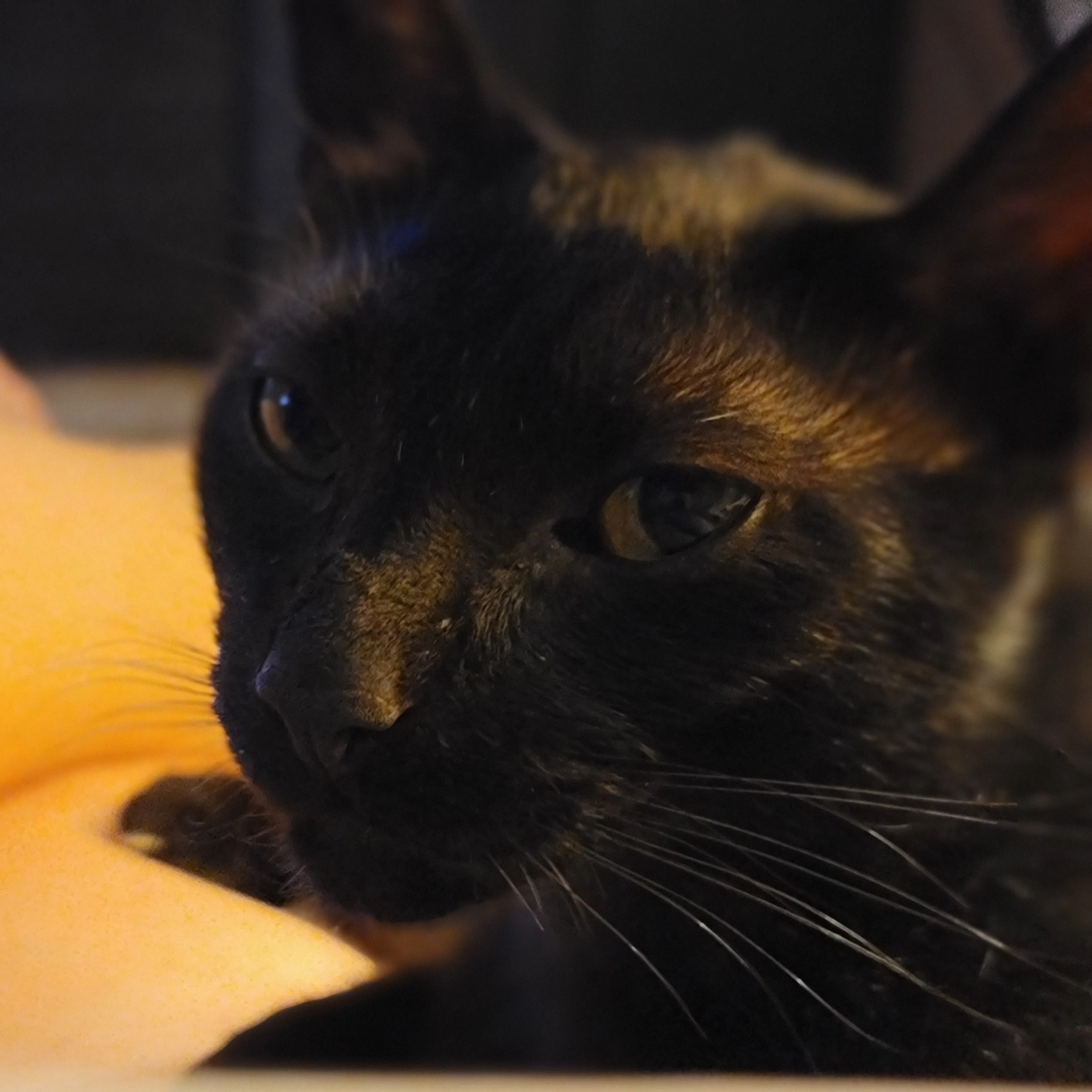 Lost pet-1