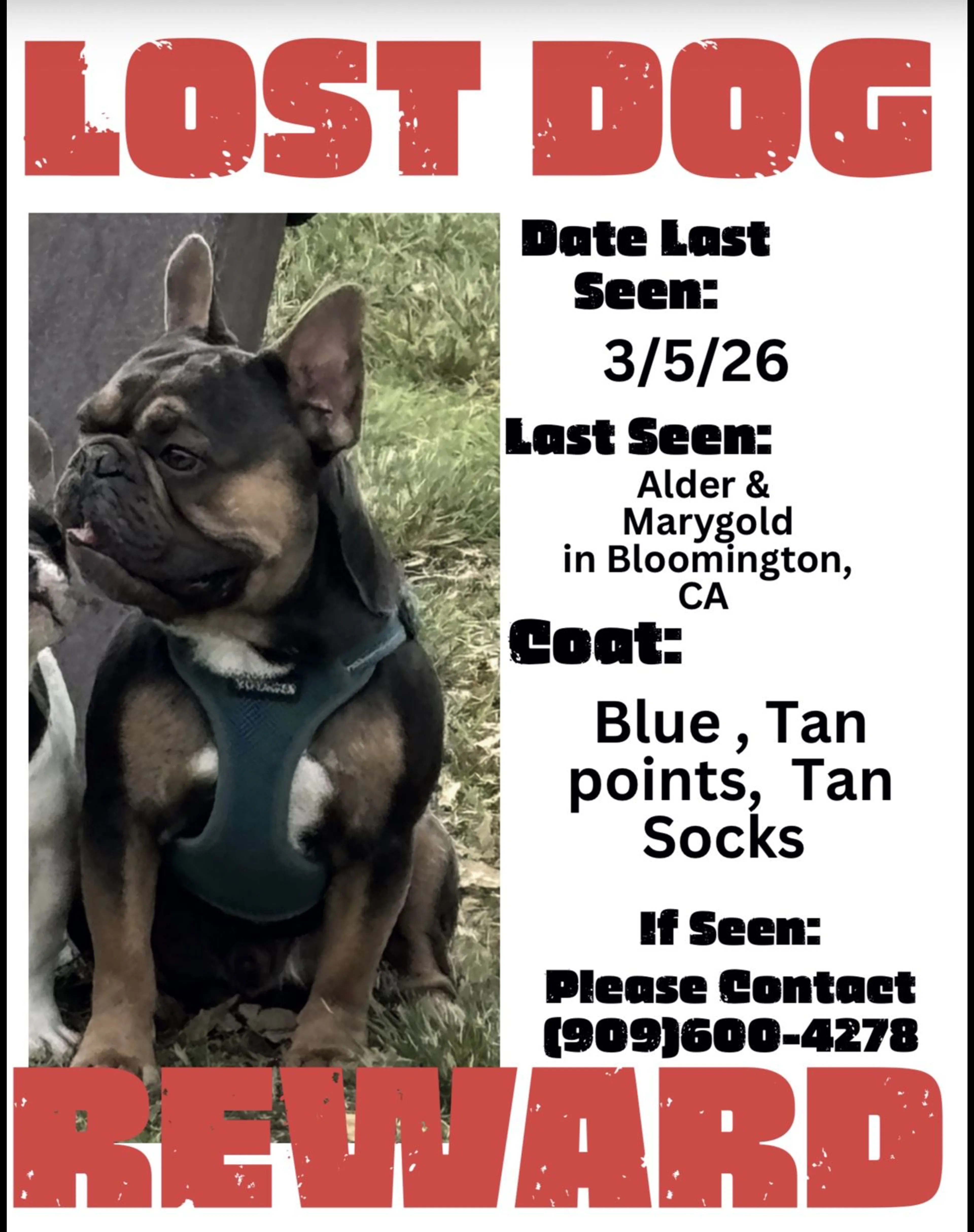 Lost pet-2
