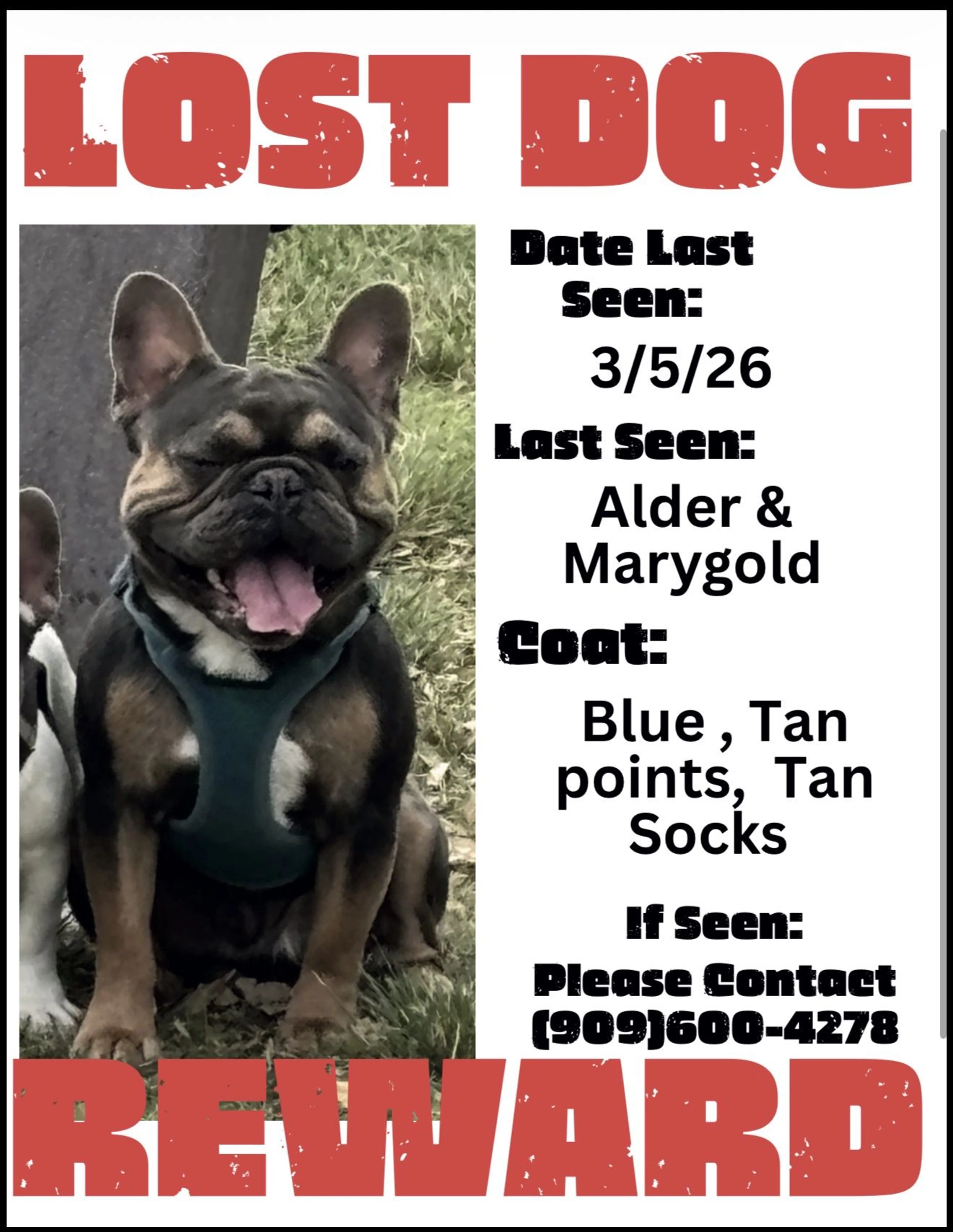 Lost pet-1