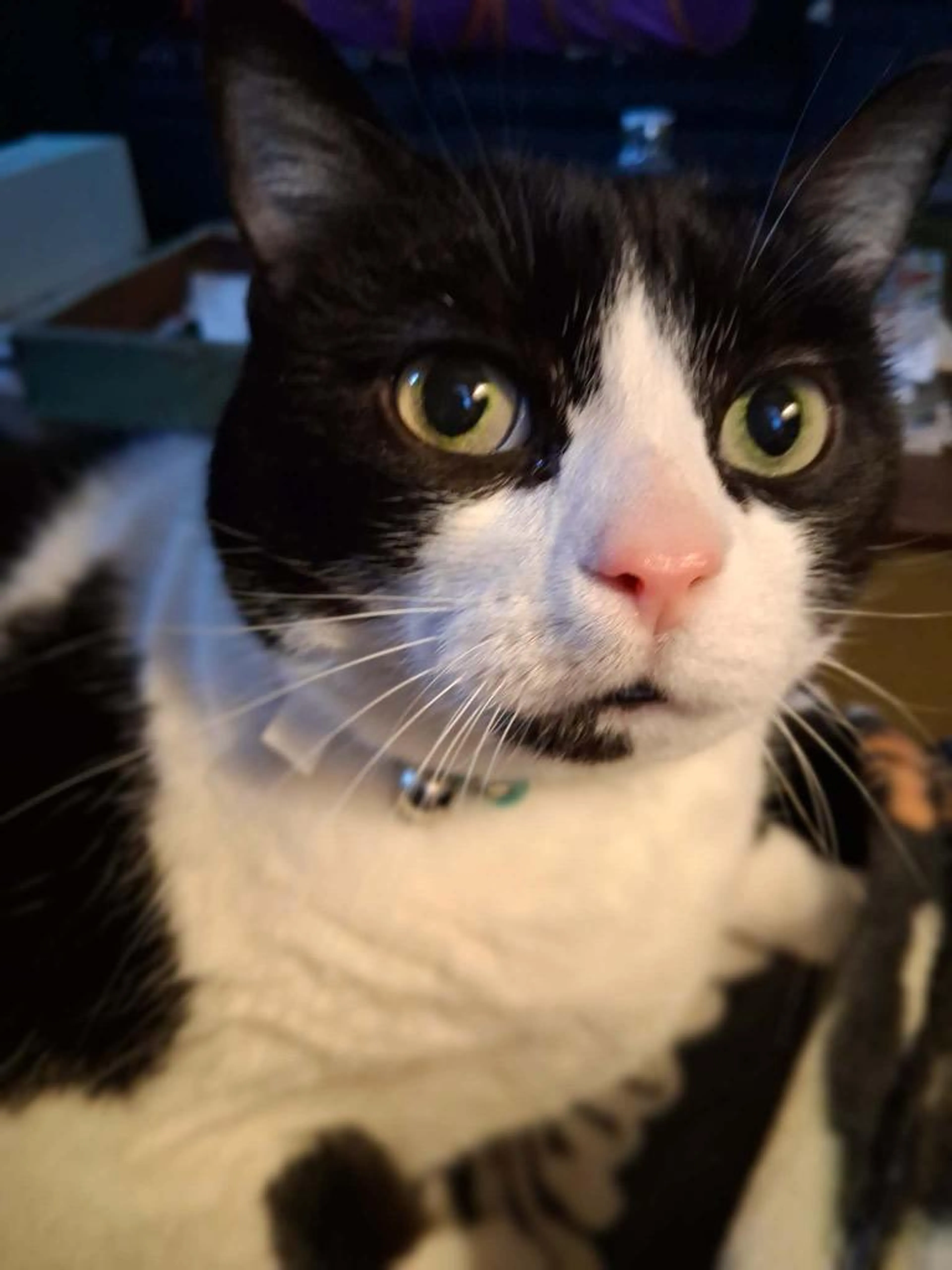 Found pet-0