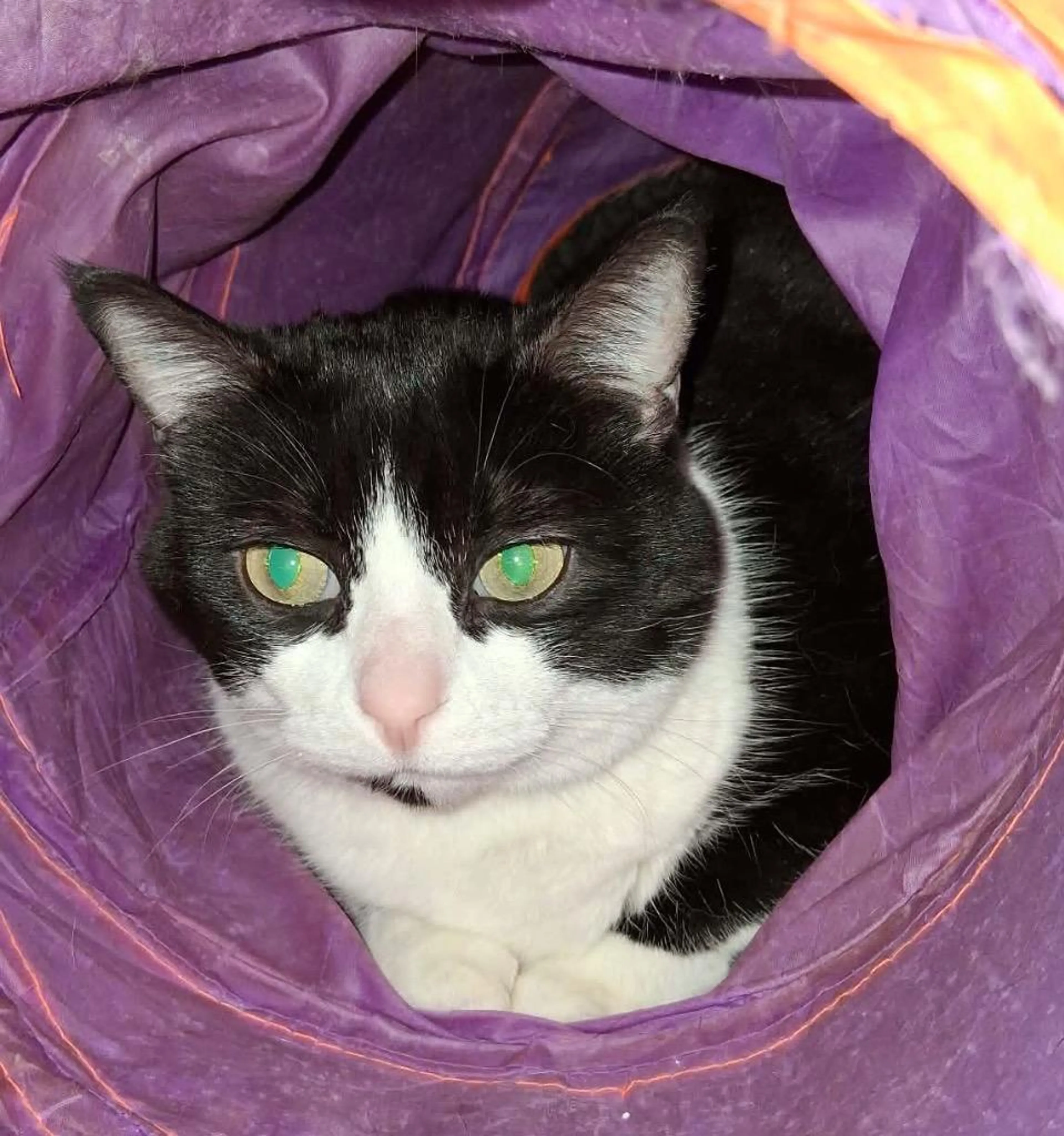 Found pet-3