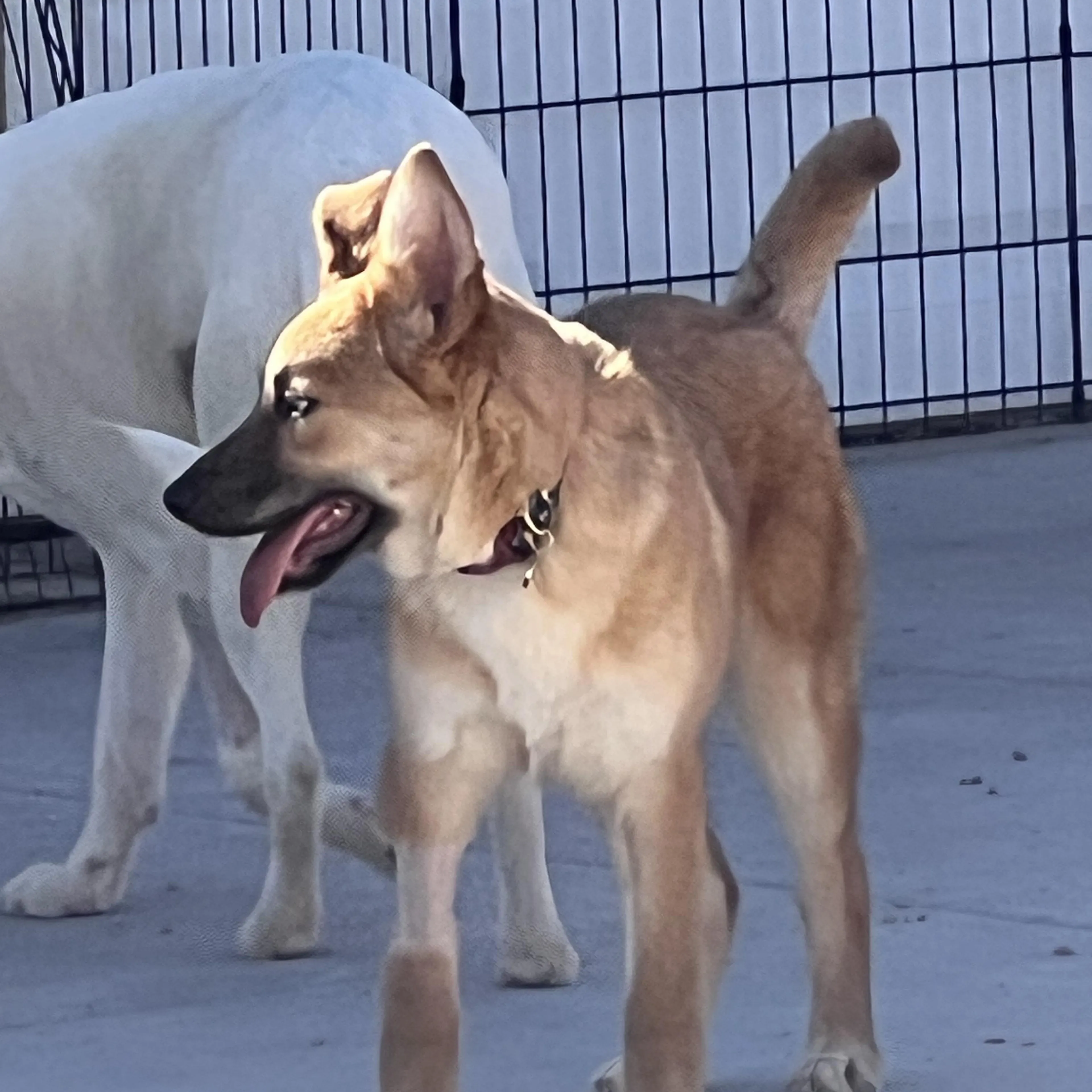 Found pet-1