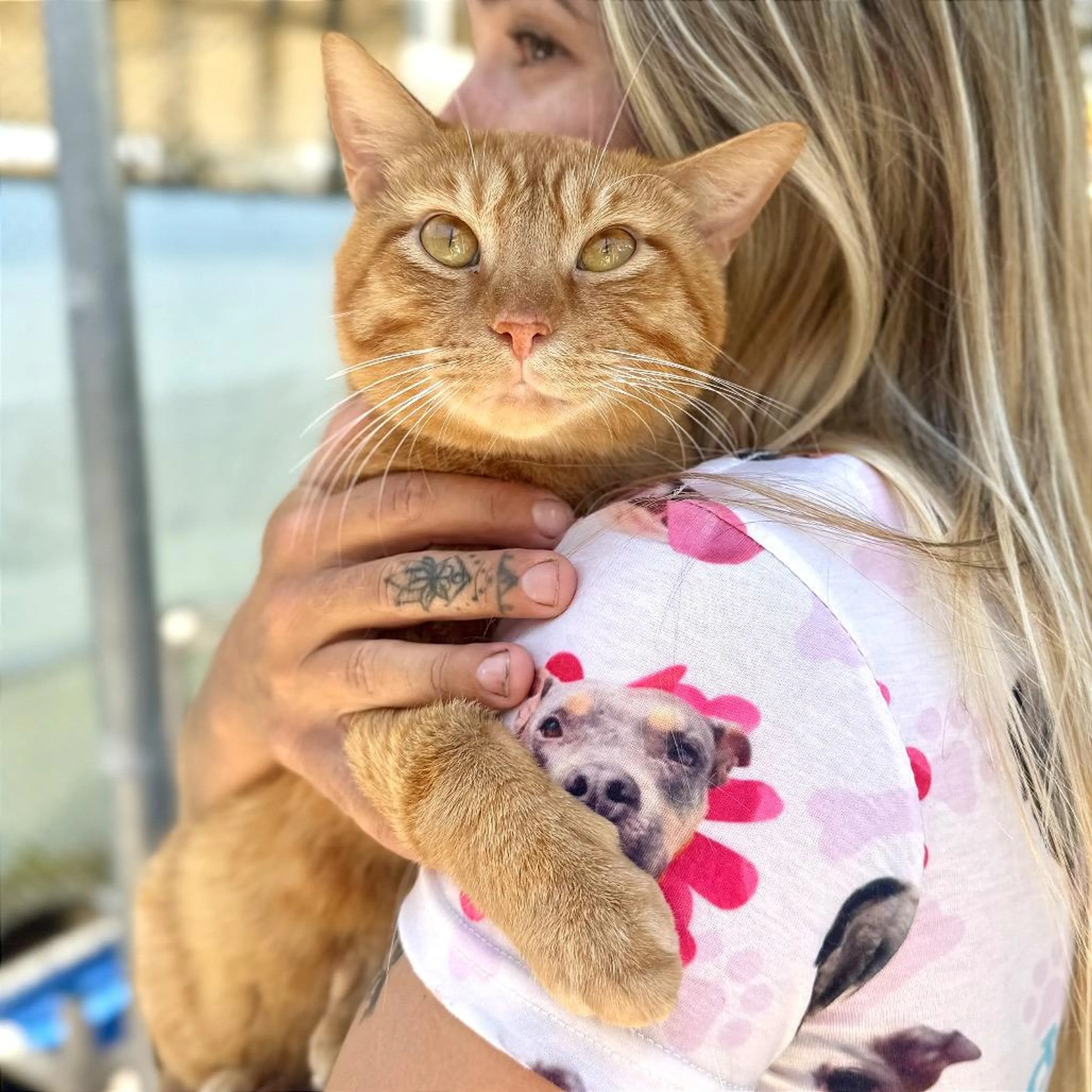 Found pet-2